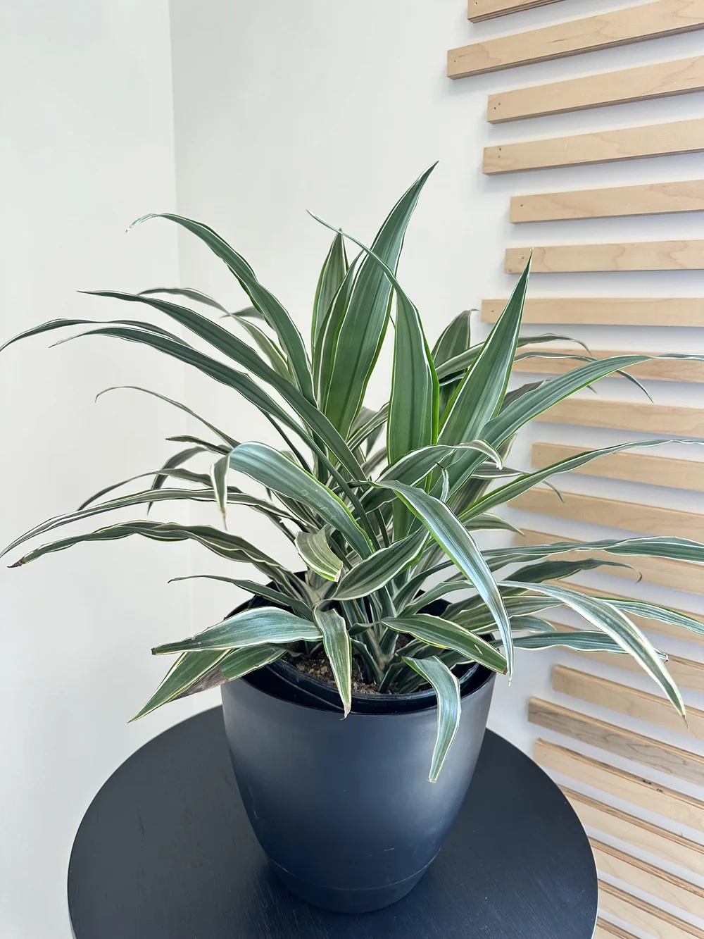 Dracaena Warneckii  Wildflower & Willow