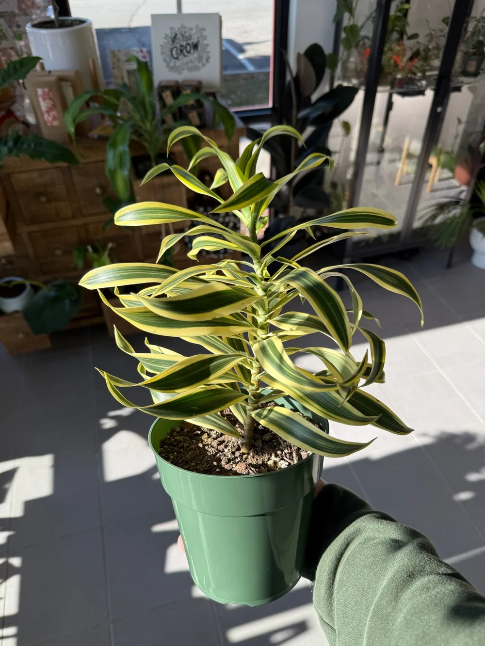 Dracaena Reflexa  Wildflower & Willow