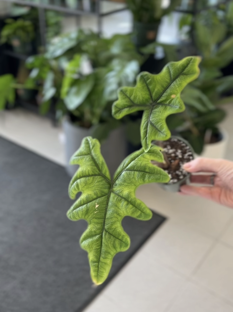 Alocasia Jacklyn