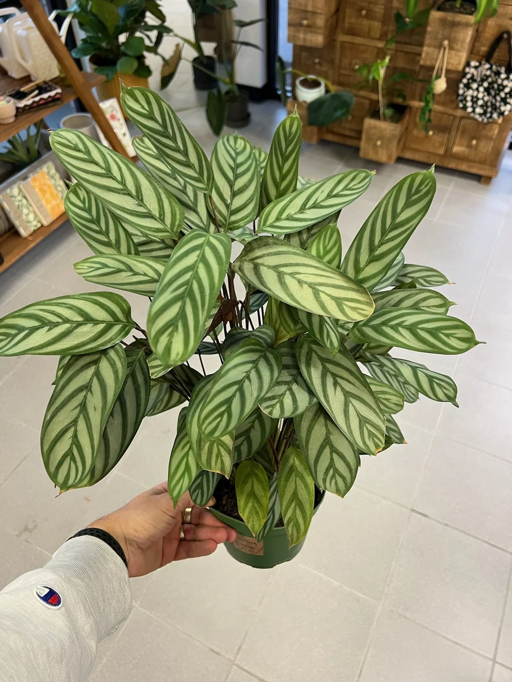 Calathea Setosa — Wildflower & Willow