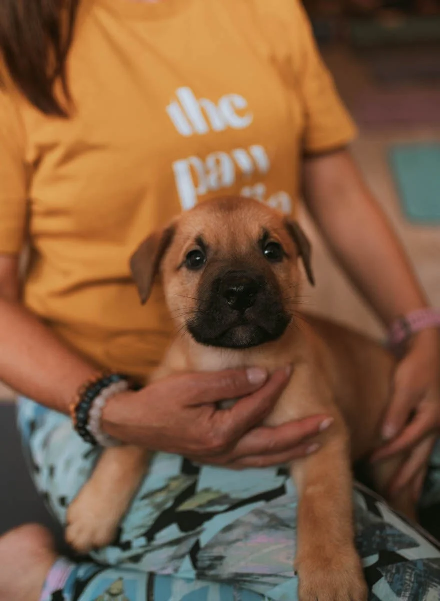 puppy-yoga-hattie-creative-photography.jpg