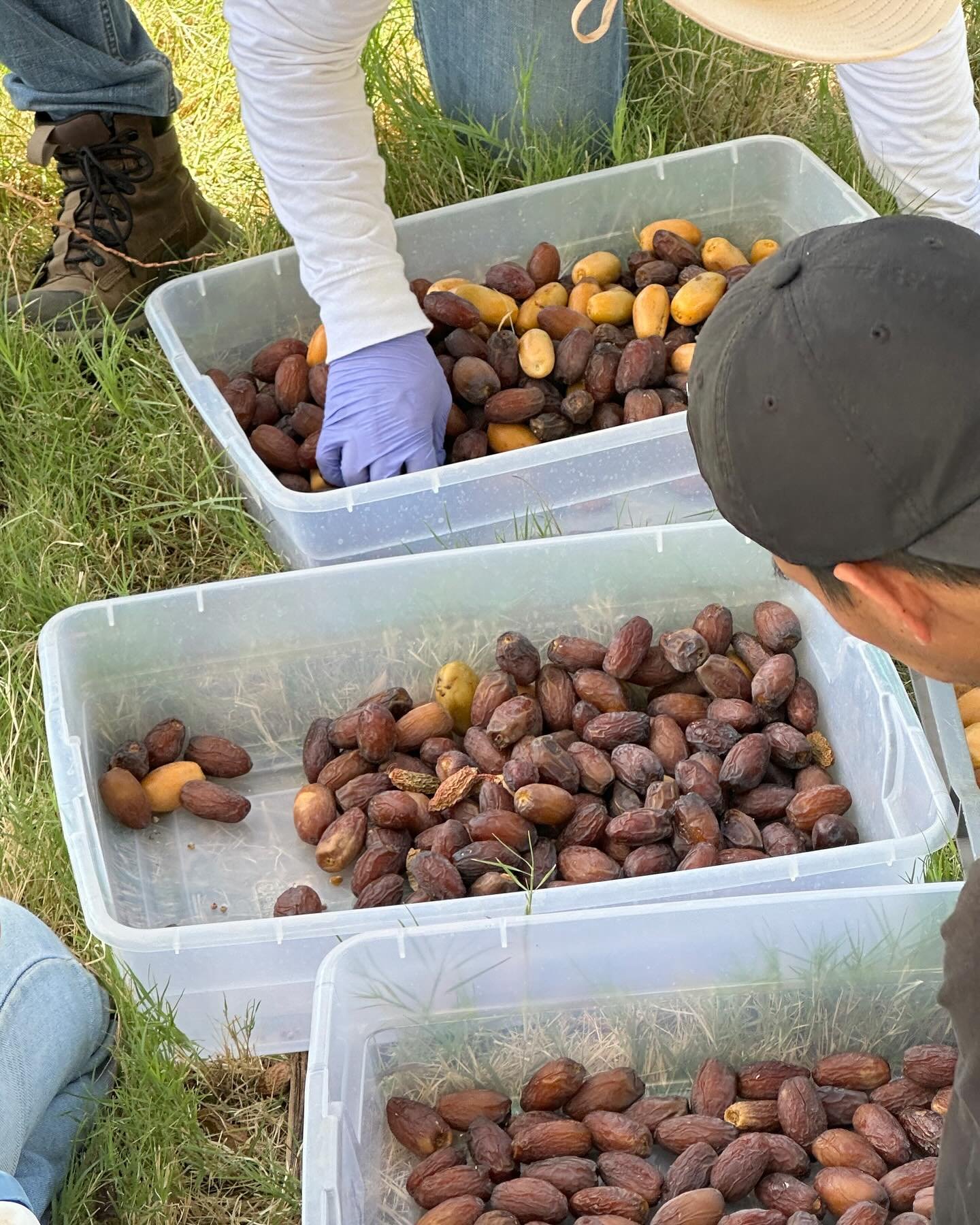 Medjool Dates are BACK! 🌴

For the first time this season, our sweet, delicious Medjool dates are ready to enjoy! 👀

Swing by the Farm Store, Order online, or catch us at the Gilbert Farmer&rsquo;s Market @gilbertmarket to grab a pack or two and ta