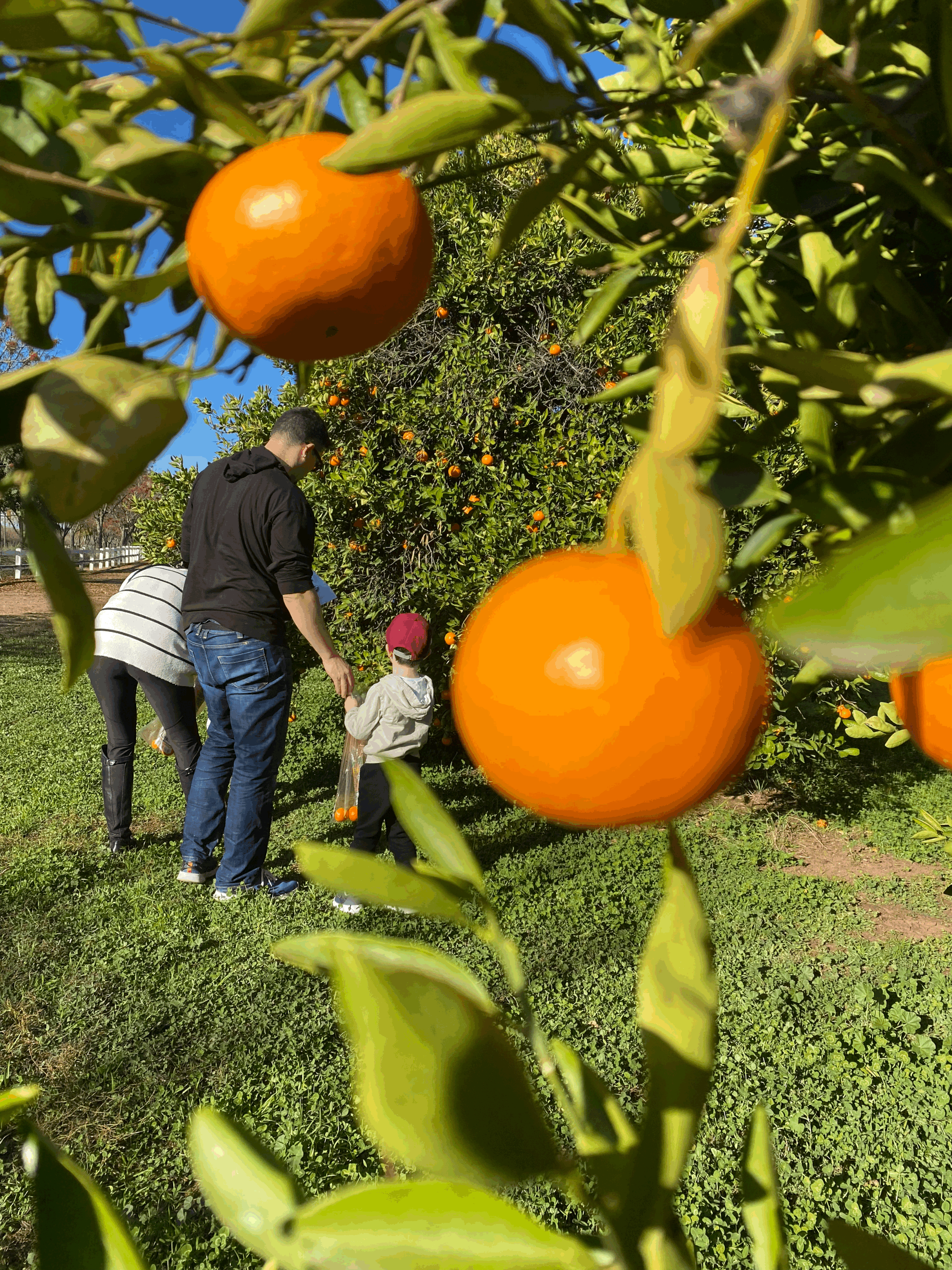 Citrus U-Pick