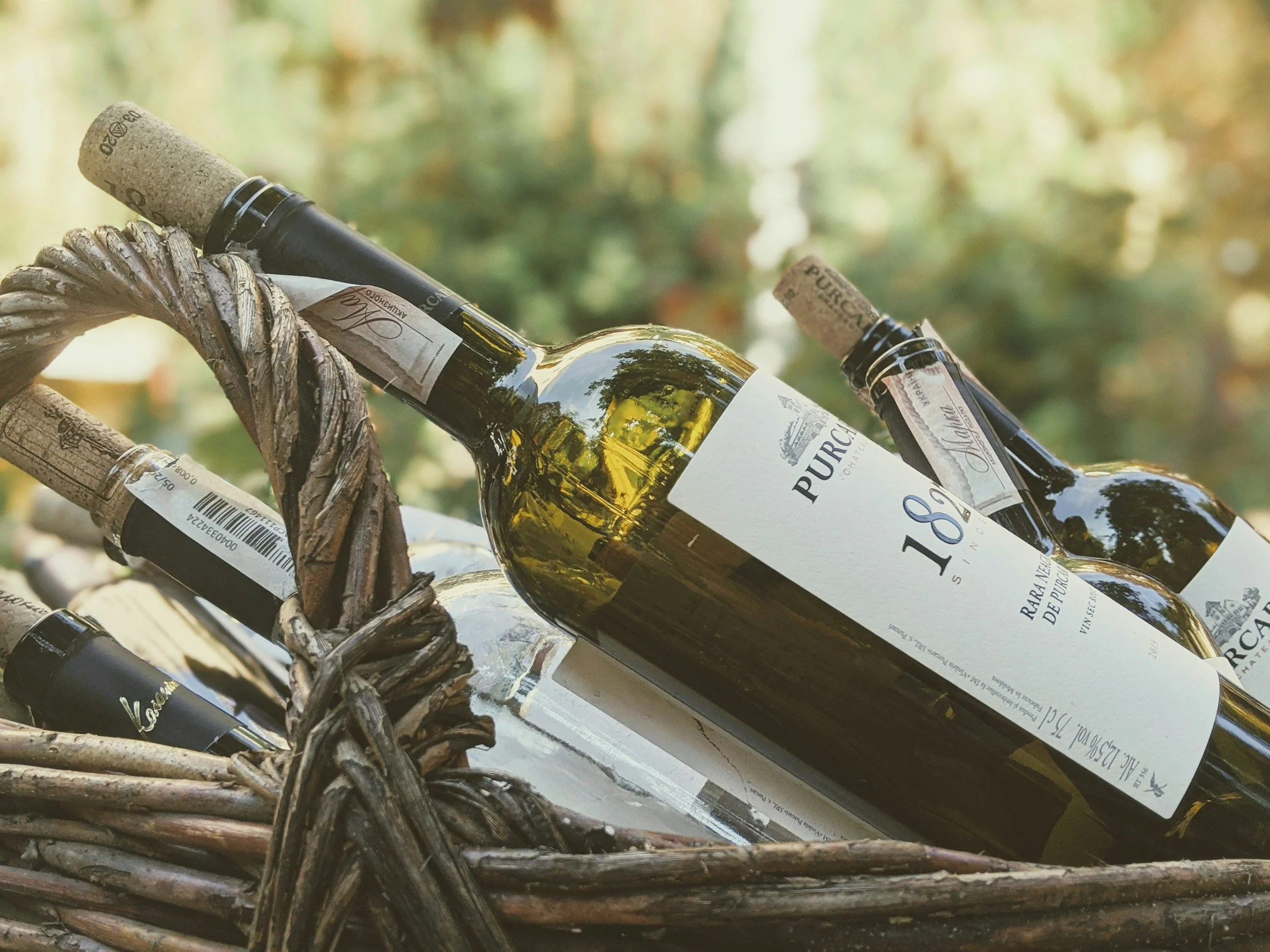 Vino in the Garden