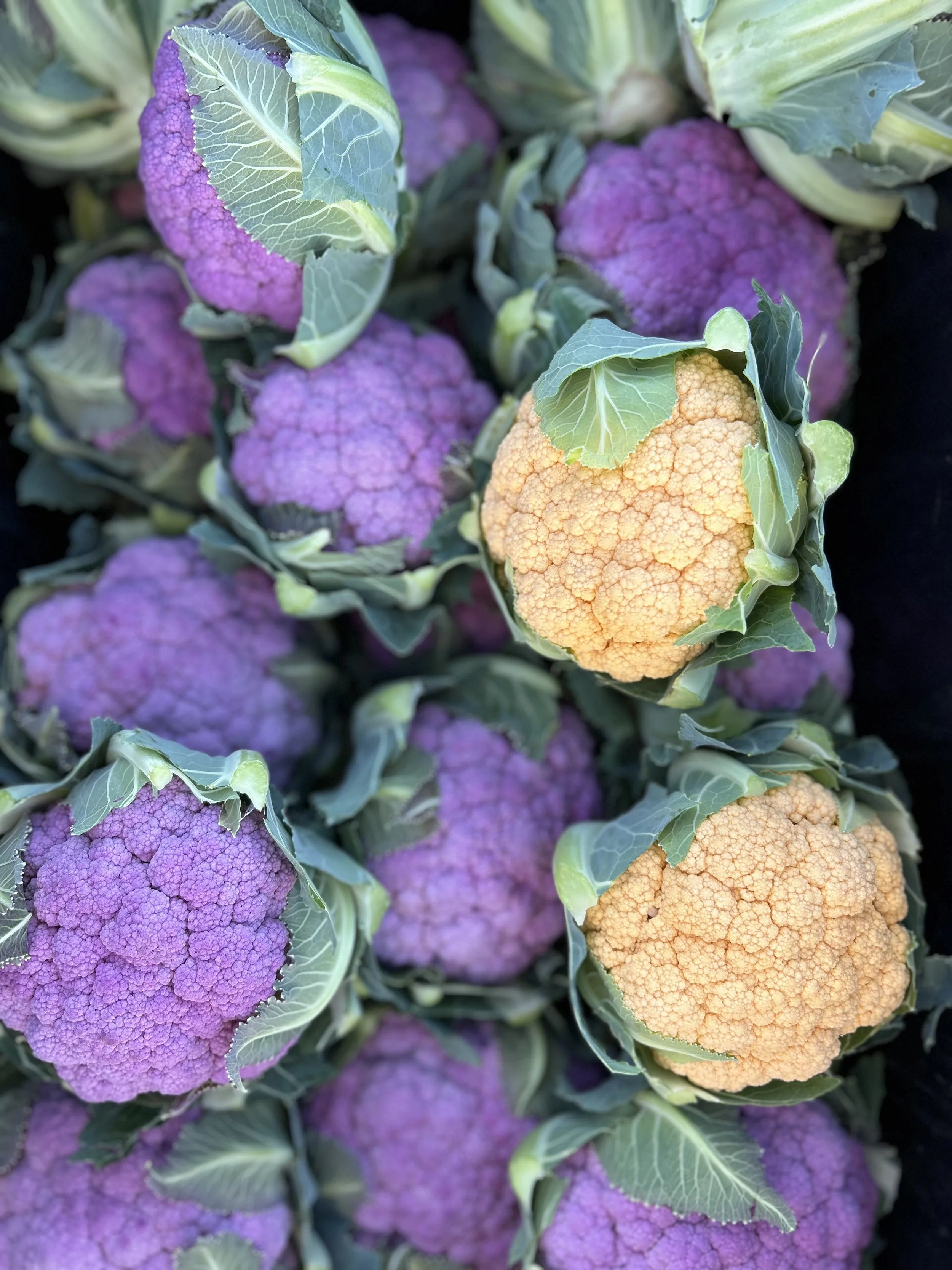 Brassica Planting (1)