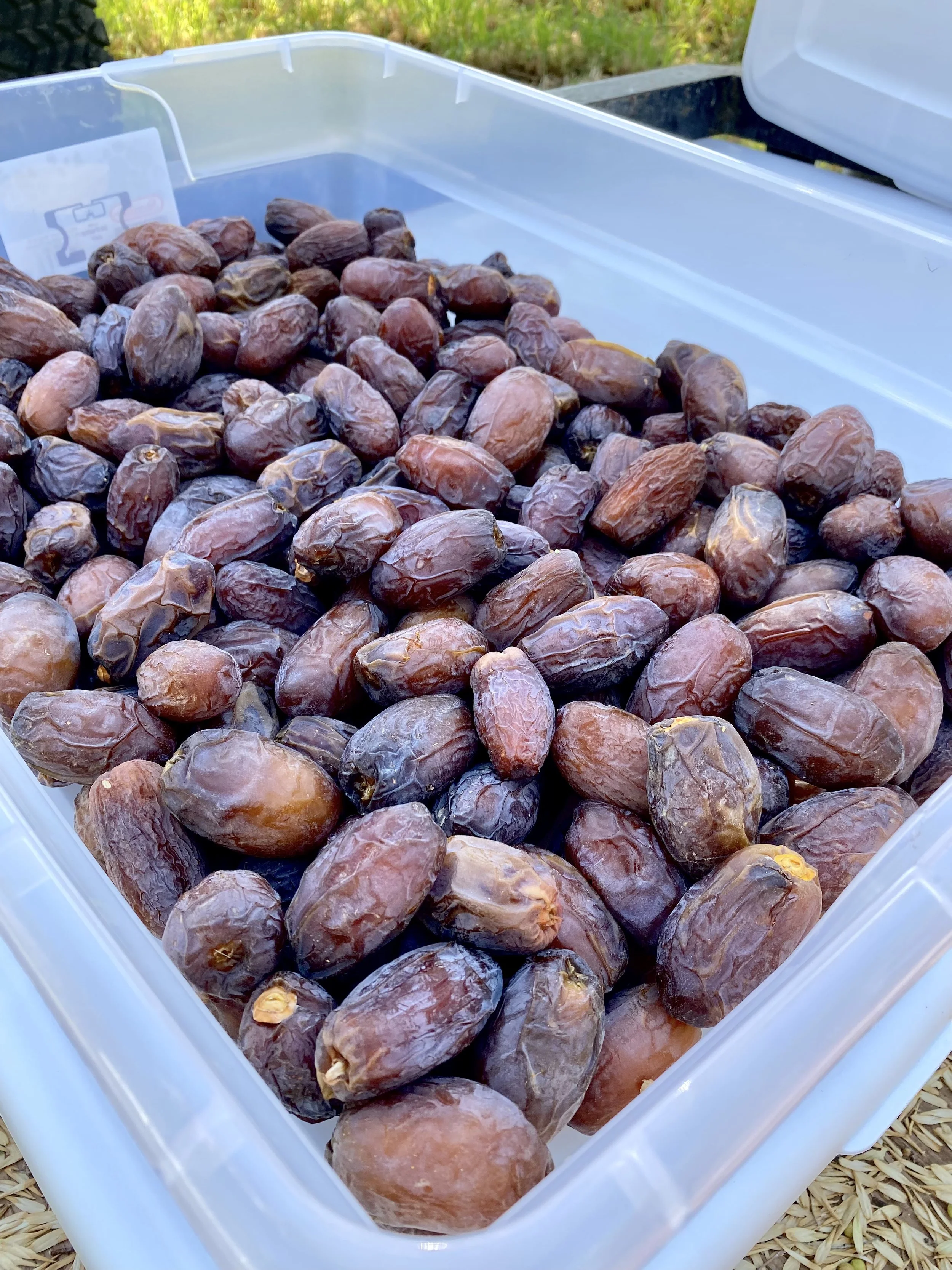 Medjool Date Sorting & Packing