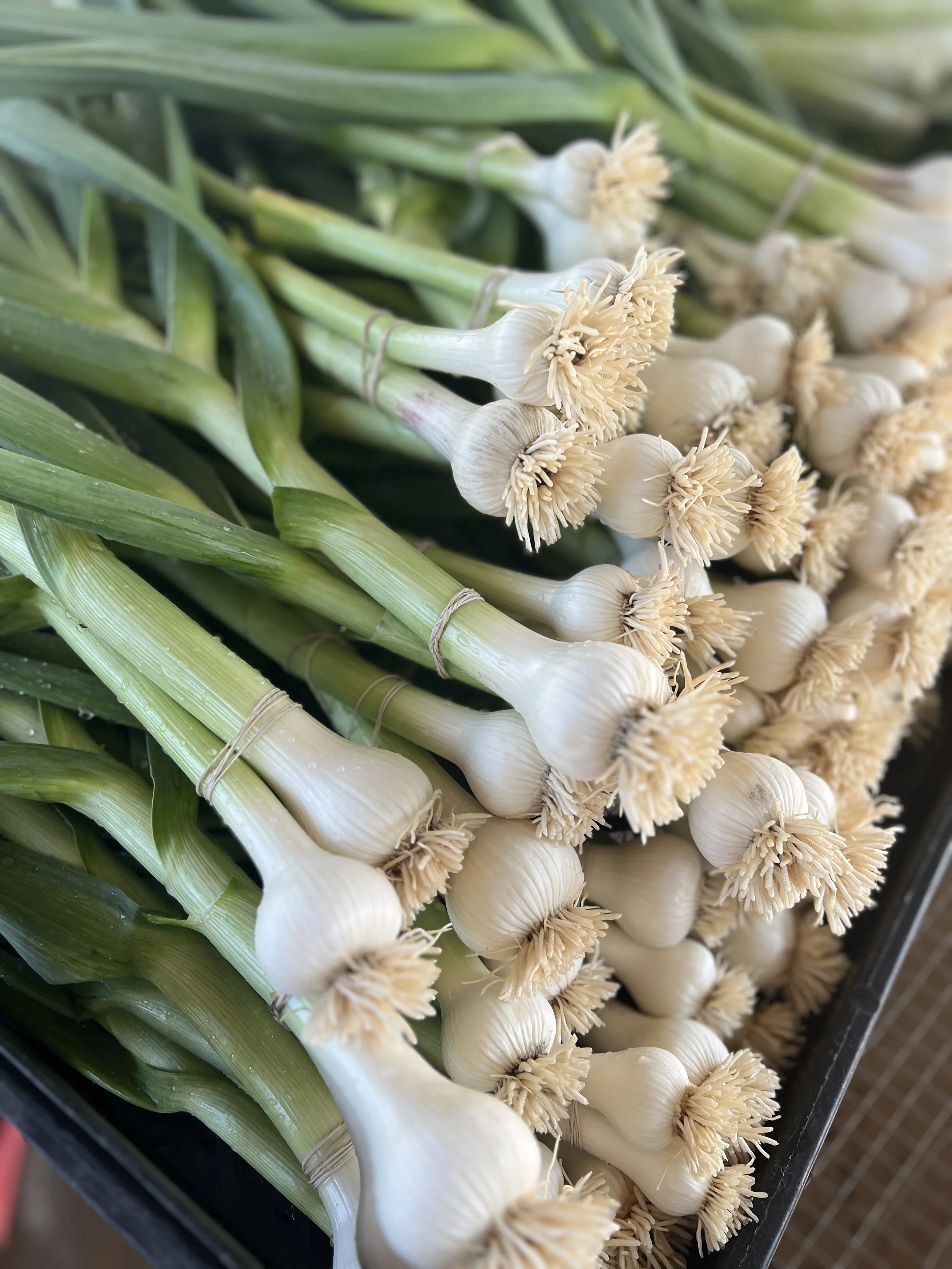 Garlic Planting