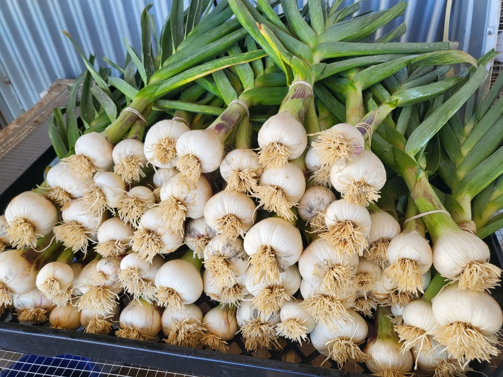 Garlic Planting