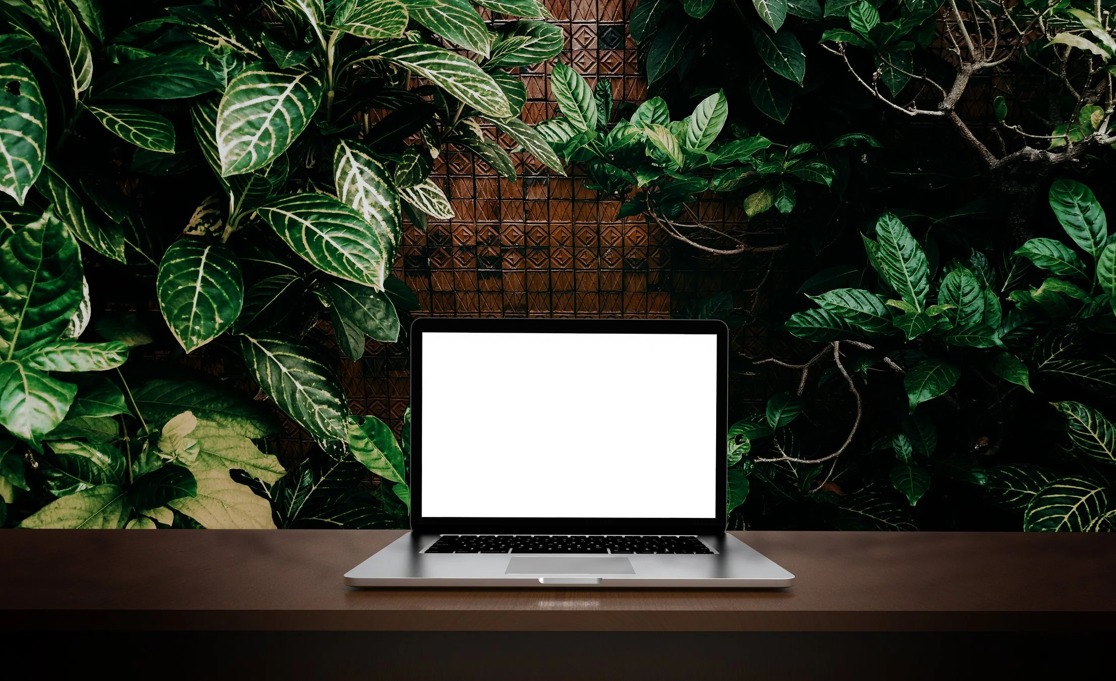 A silver laptop with a blank white screen on a wooden desk, with green leafy plants and a decorative wall in the background.