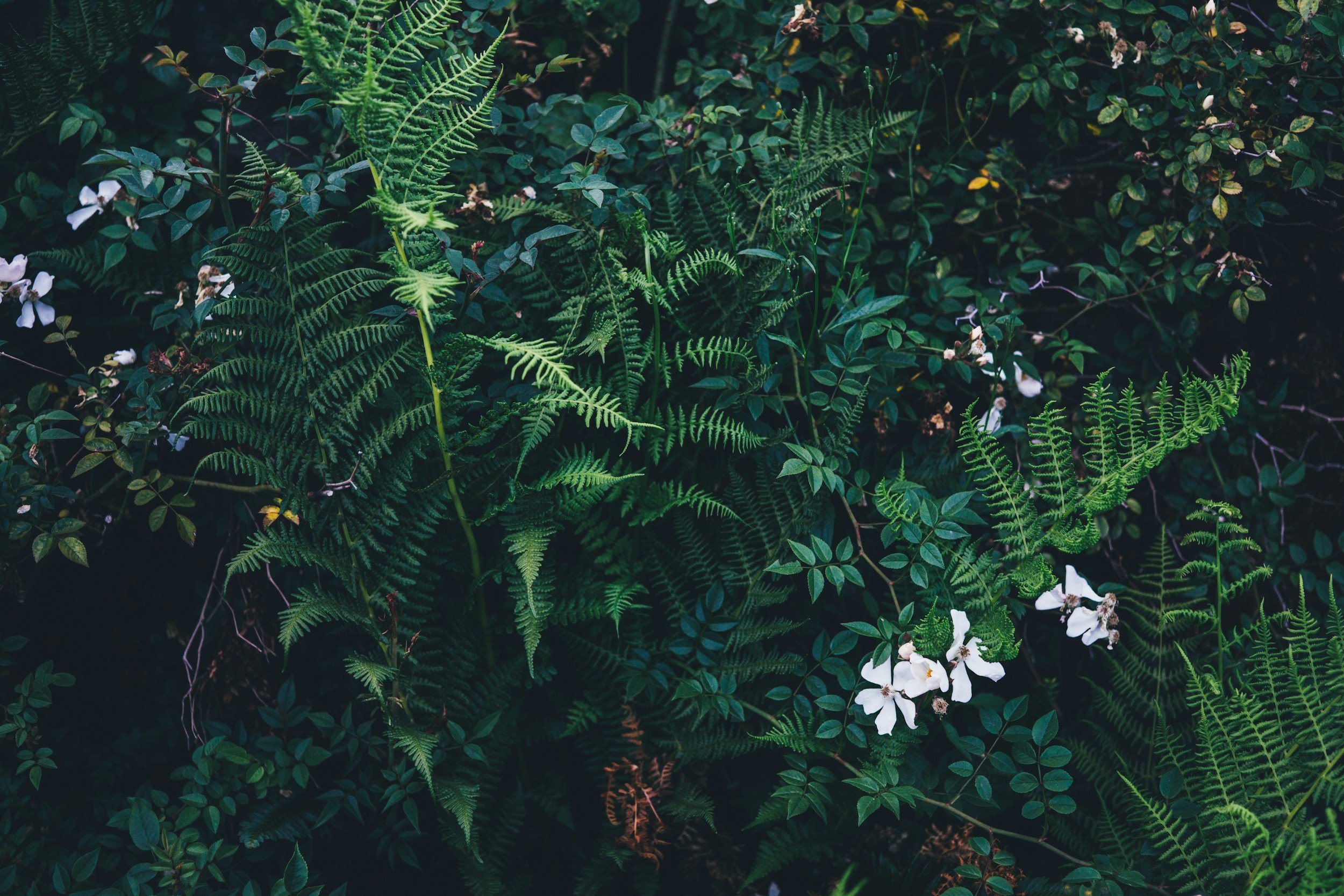 Green fern leaves and white flowers in a dense, leafy background.