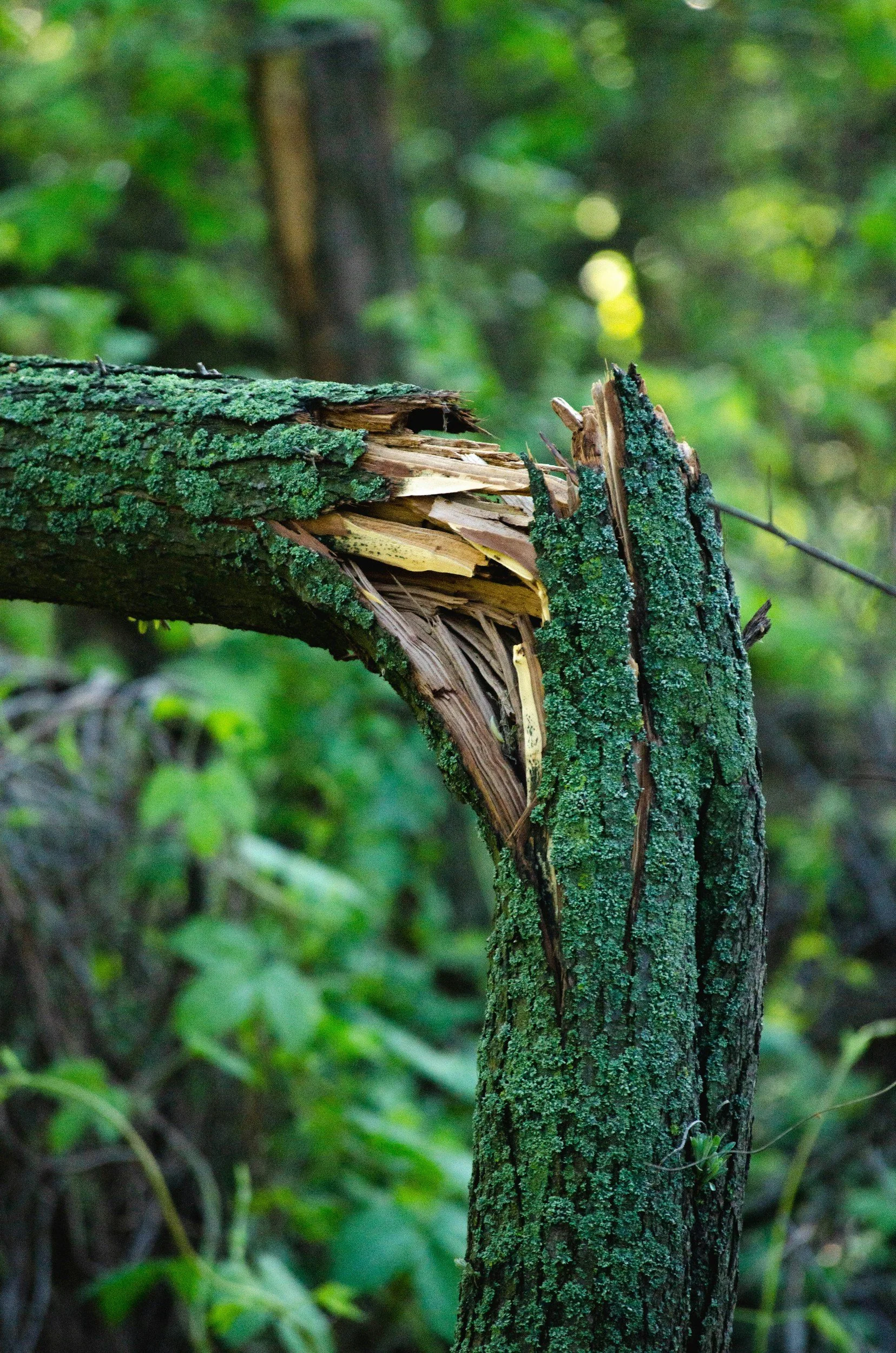 Trivia-Sep-TIMBER-with Erik