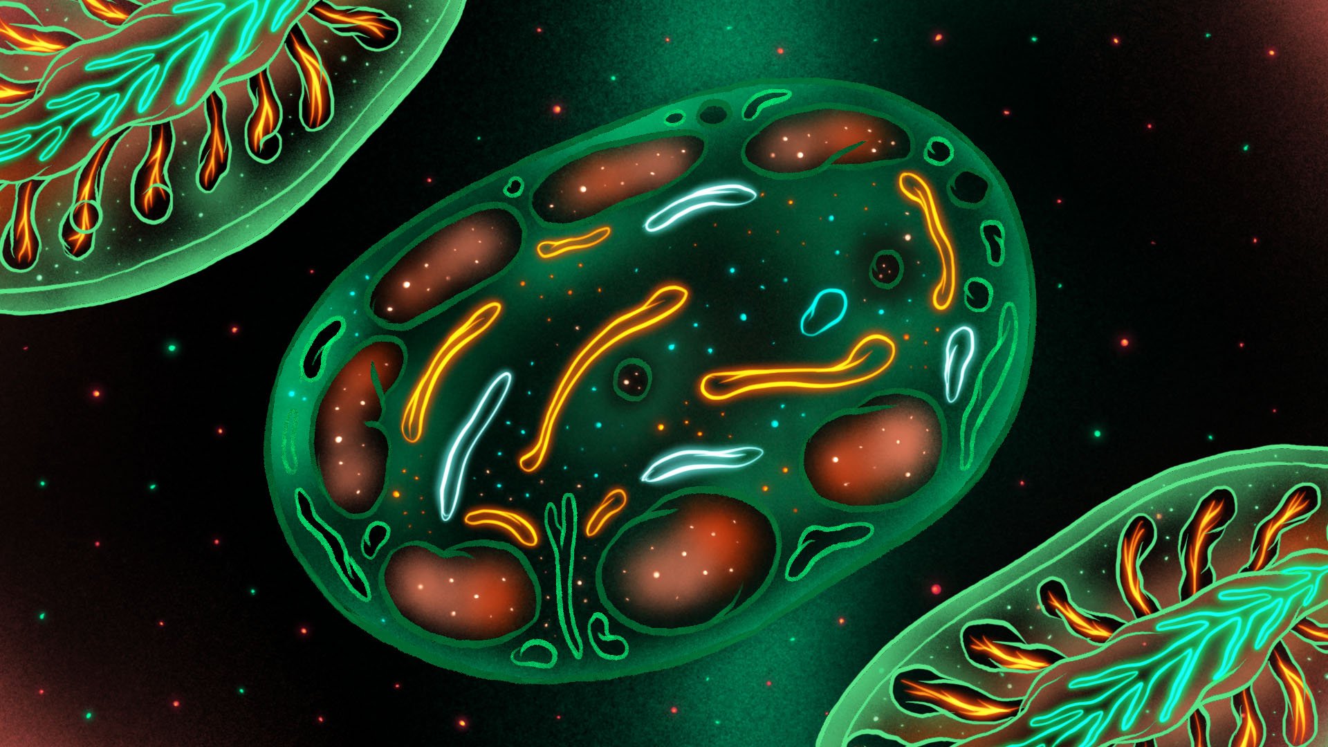 Biolume_Fin copy2.jpg