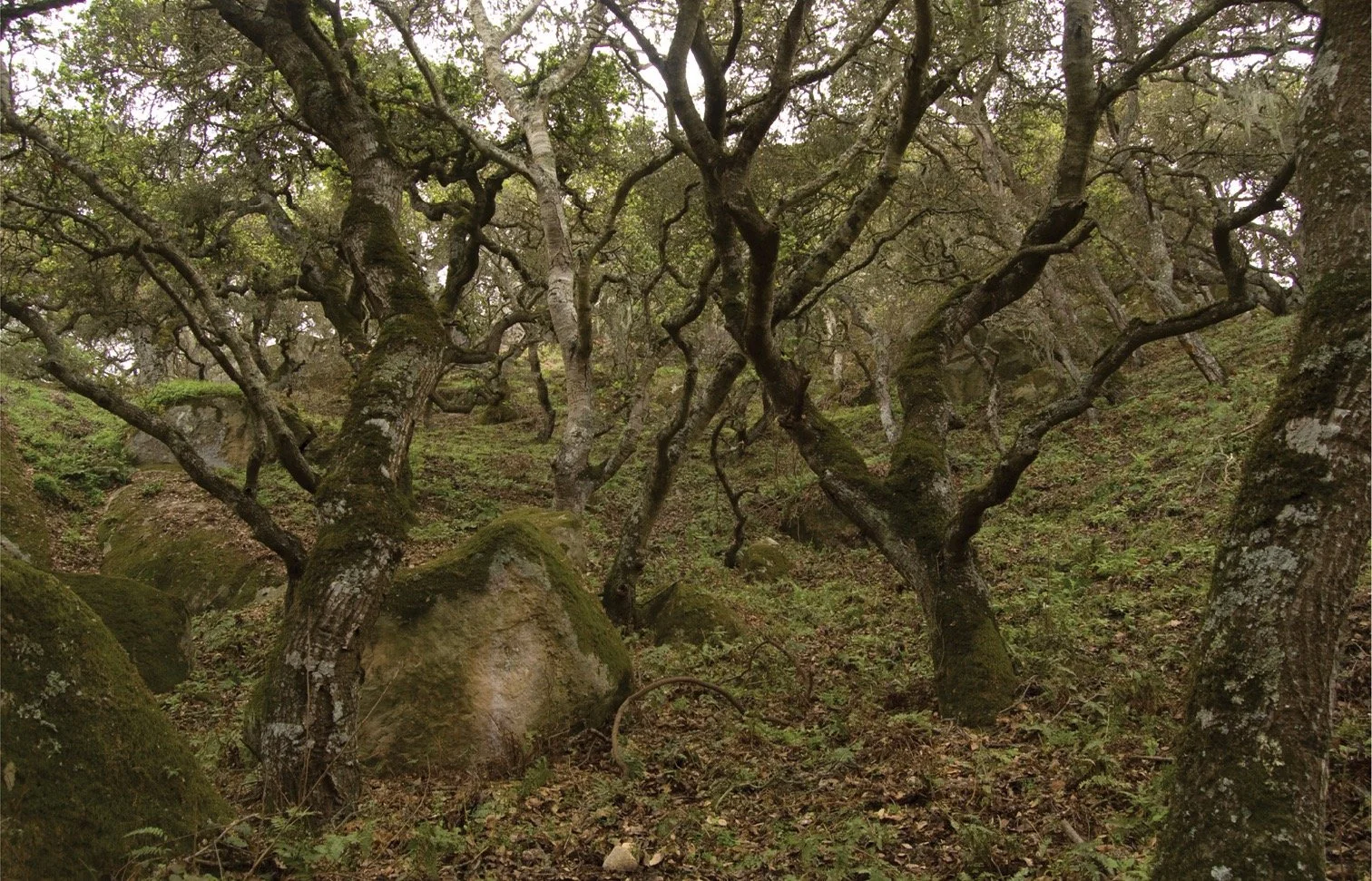 Huge stones and old oak trees covered in moss twist out of a forest floor thick with leafy matter.