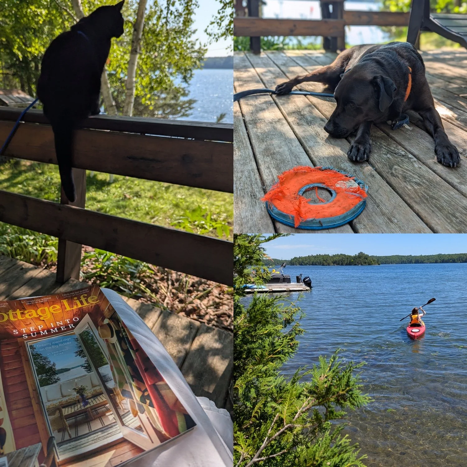 A collage of three images: a Cottage Life magazine on the lap of someone overlooking a sunlit lake with a black cat on the deck railing; a chocolate lab waiting for someone to play with its orange water frisbee; and a kayaker paddling for an island.