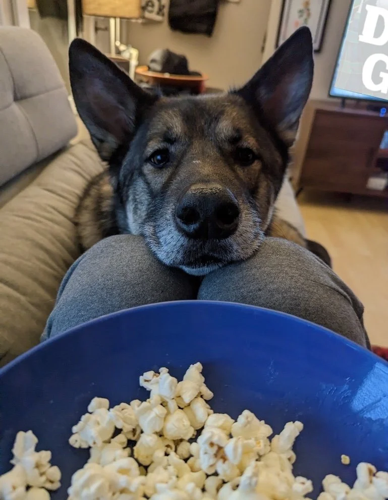 Photo of the author's giant, bat-eared dog eyeing a bowl of popcorn on her knees, with a portion of a TV screen visible in the background - the letters "D" and G" are just visible against some green and blue tartan.
