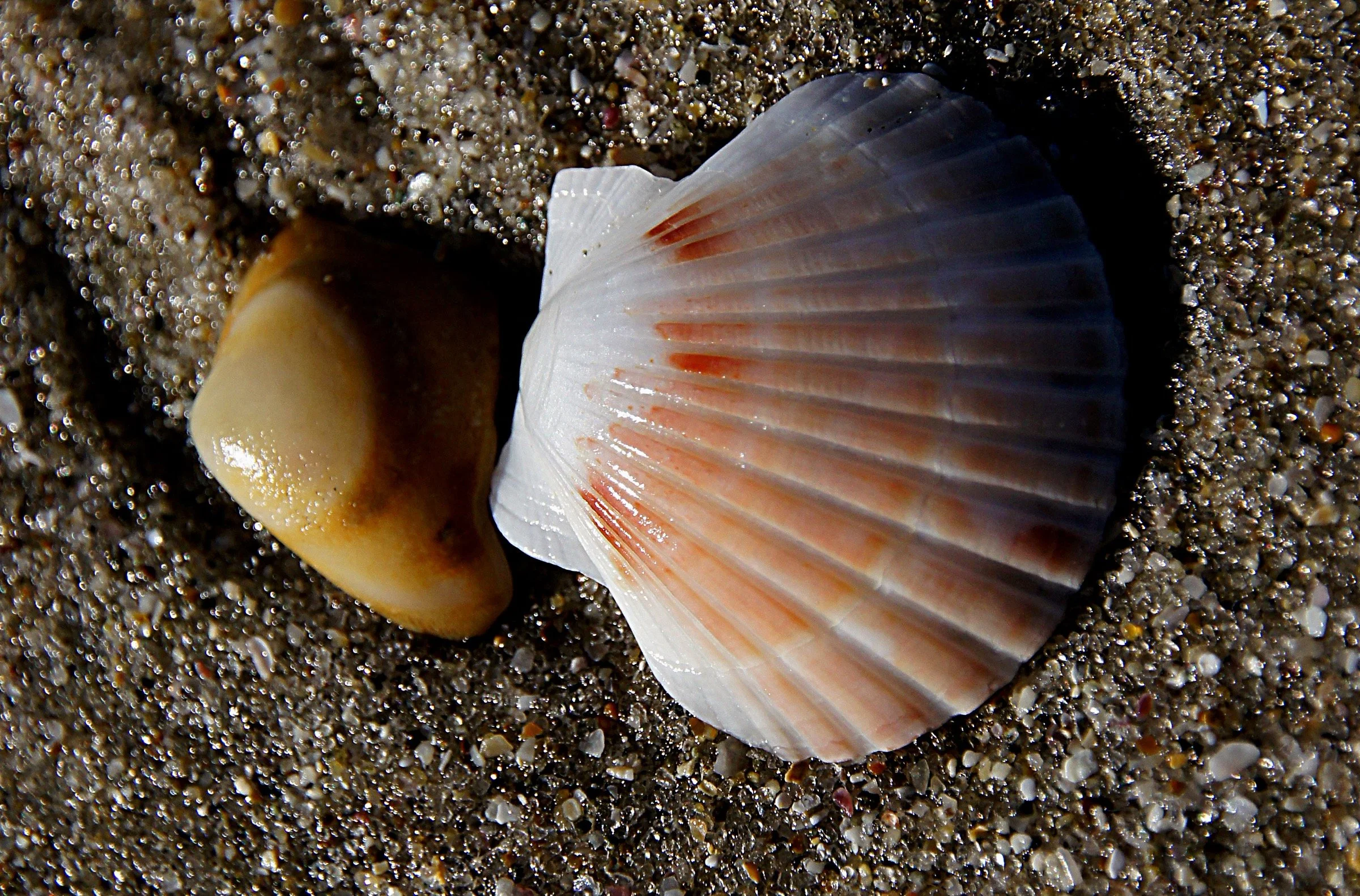 A pink-tinged scallop shell with its distinctive ridges and grooves sits on a sandy background next to a yellowish stone.