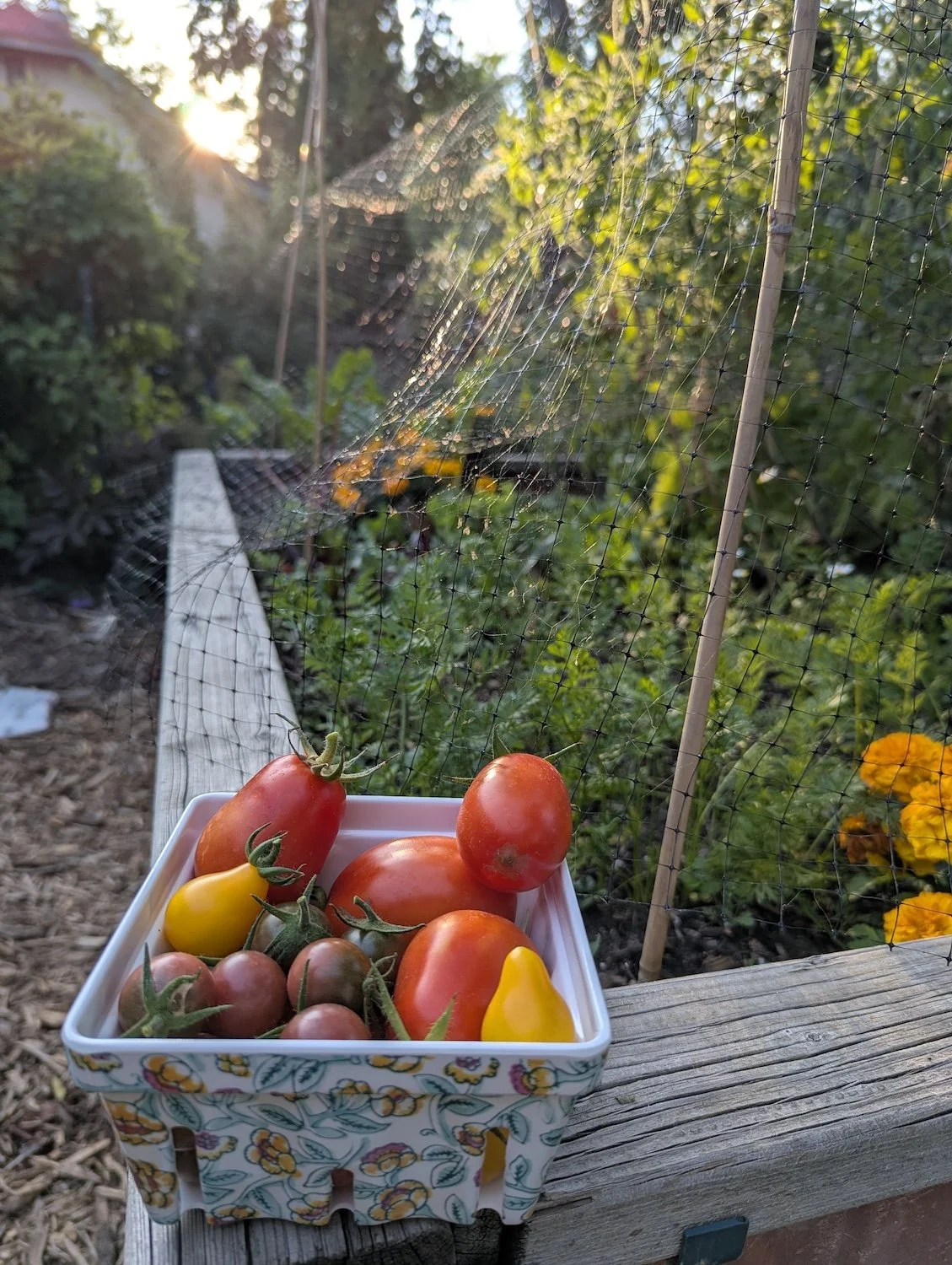 A just-picked basket of tomatoes sits at the edge of a raised garden box with the sun setting over the yard in the background.