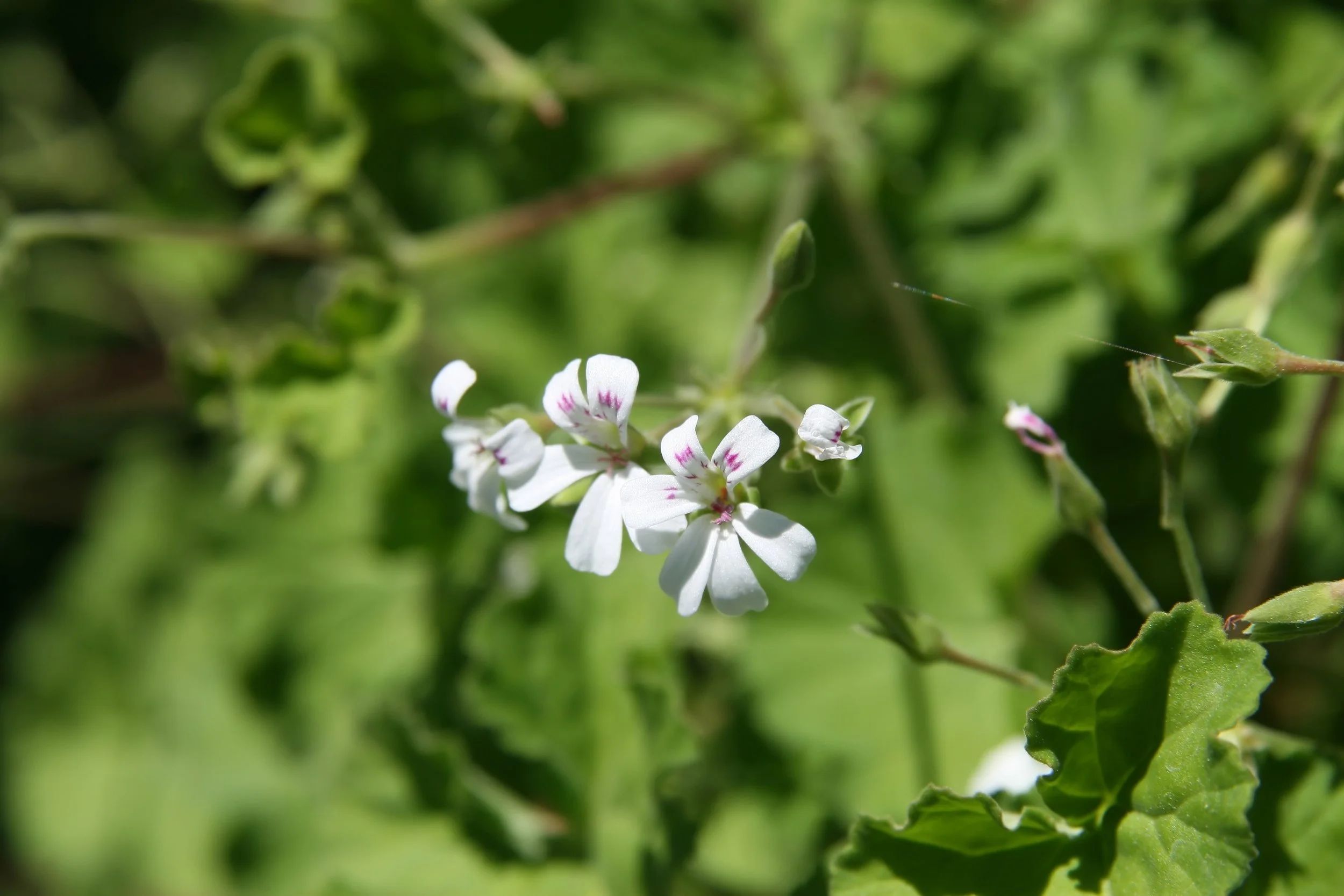 Three delicate white apple-scented geranium blossoms (and one extra petal) brushed with magenta on the top petals against a green backdrop of their leaves and stems.