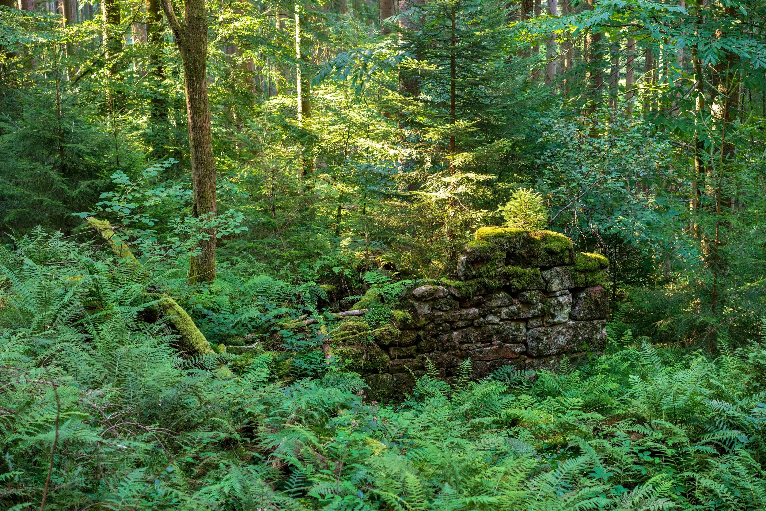 The stone wall of an old house overgrown by moss and ferns in the Odenwald forest near Waldbrunn, Germany.