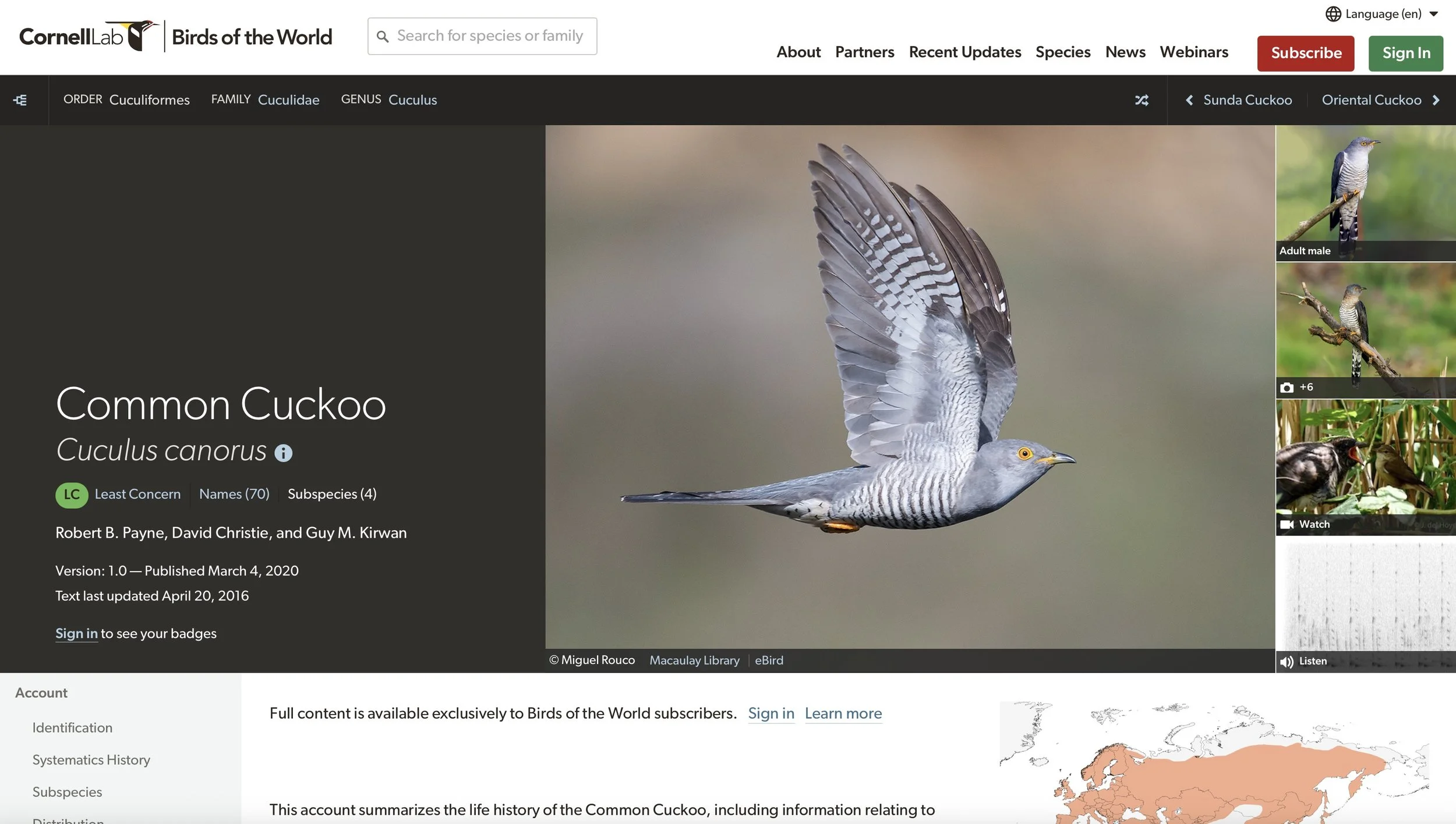 Screenshot from the Cornell Lab of Ornithology's Birds of the World entry for the common cuckoo, showing a cuckoo in flight.