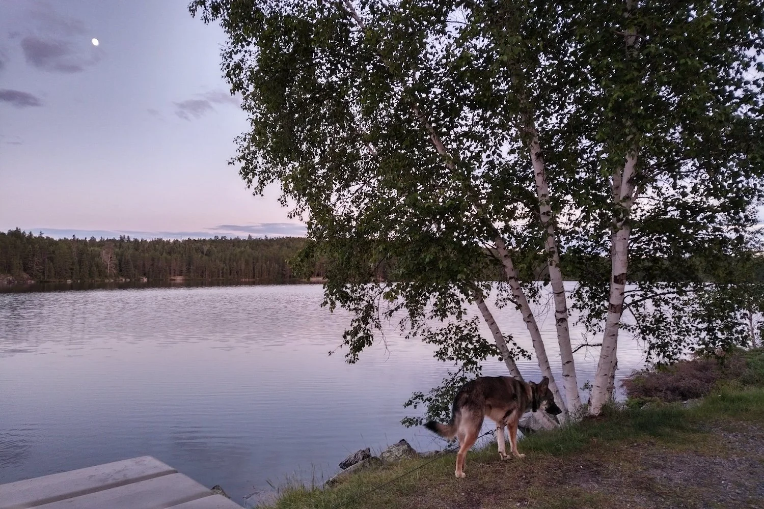 A lanky mixed-breed dog on a long leash explores next to a five-trunked white birch by a lakeshore at dusk, with a waning gibbous moon in the evening sky.