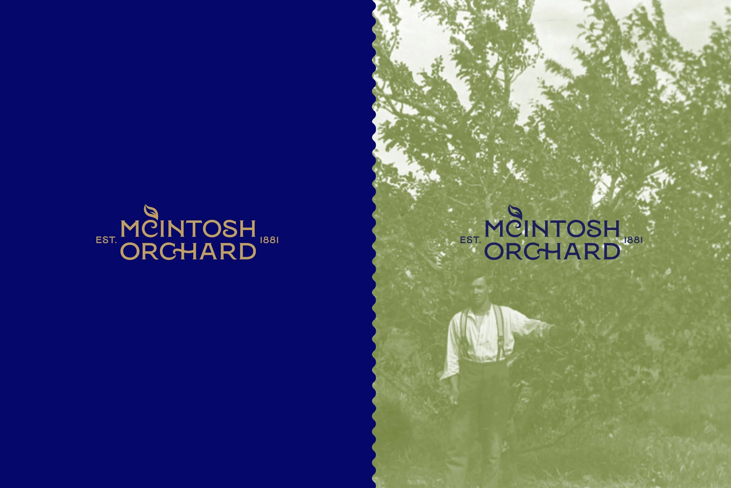 McIntosh Orchard2.jpg