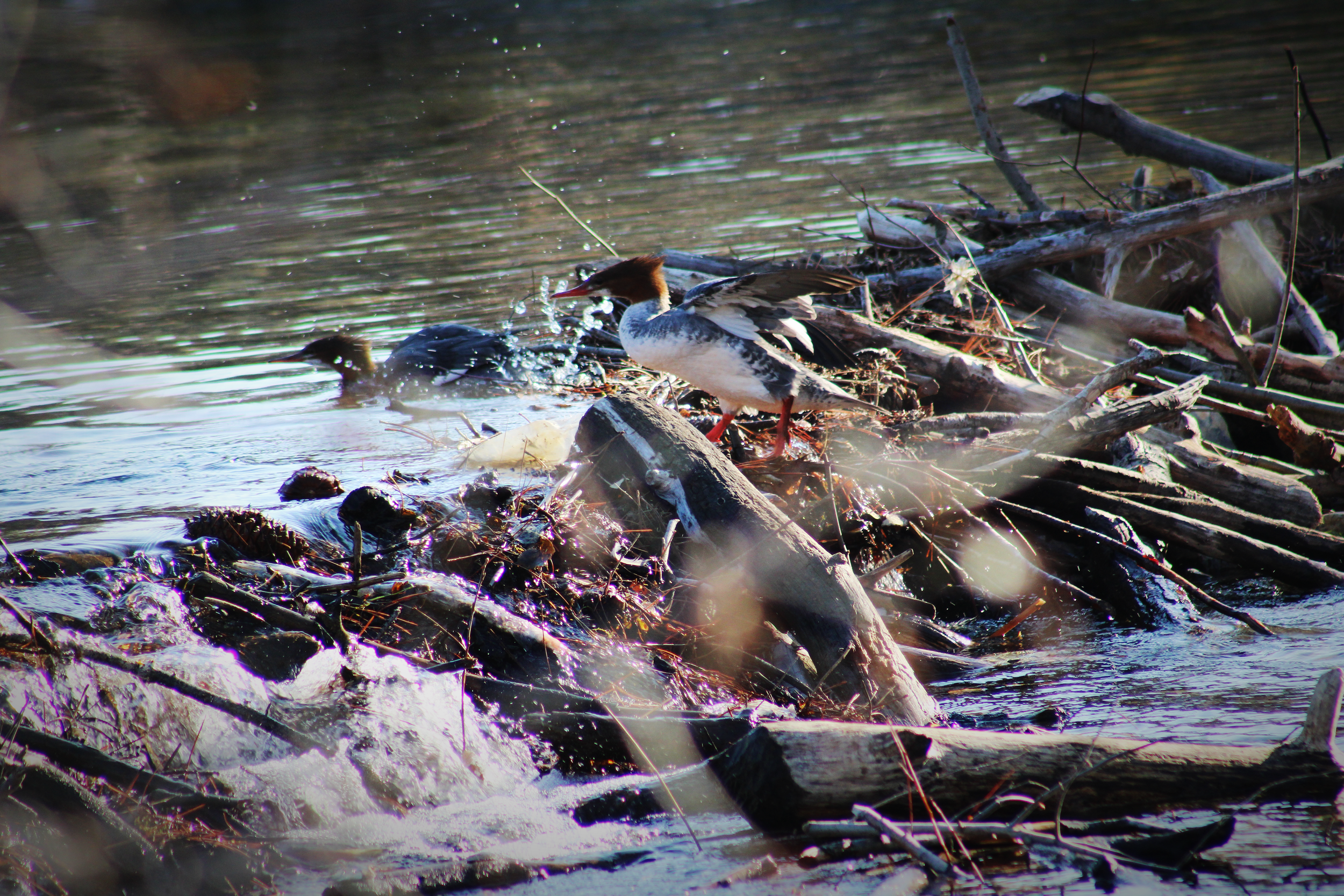 Bird On A Log.png