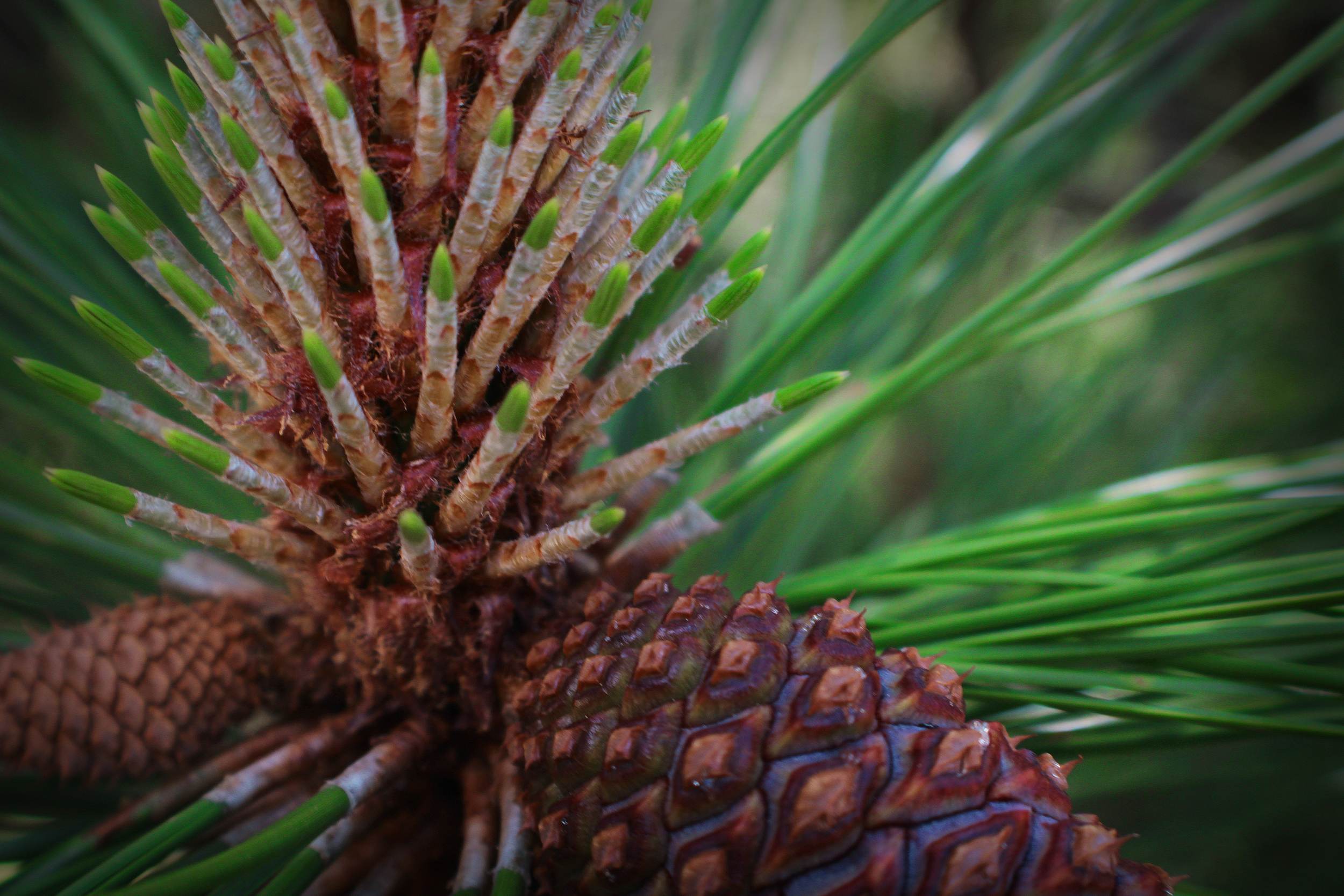 Pine Cone.png