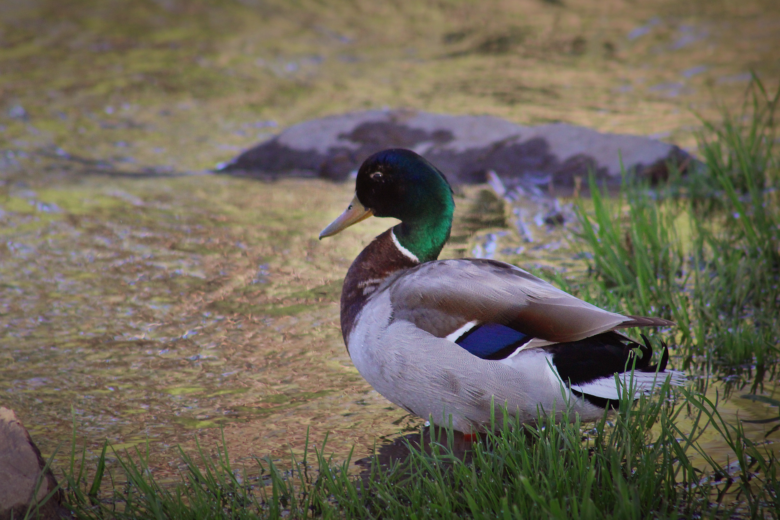 Duck Edit.png