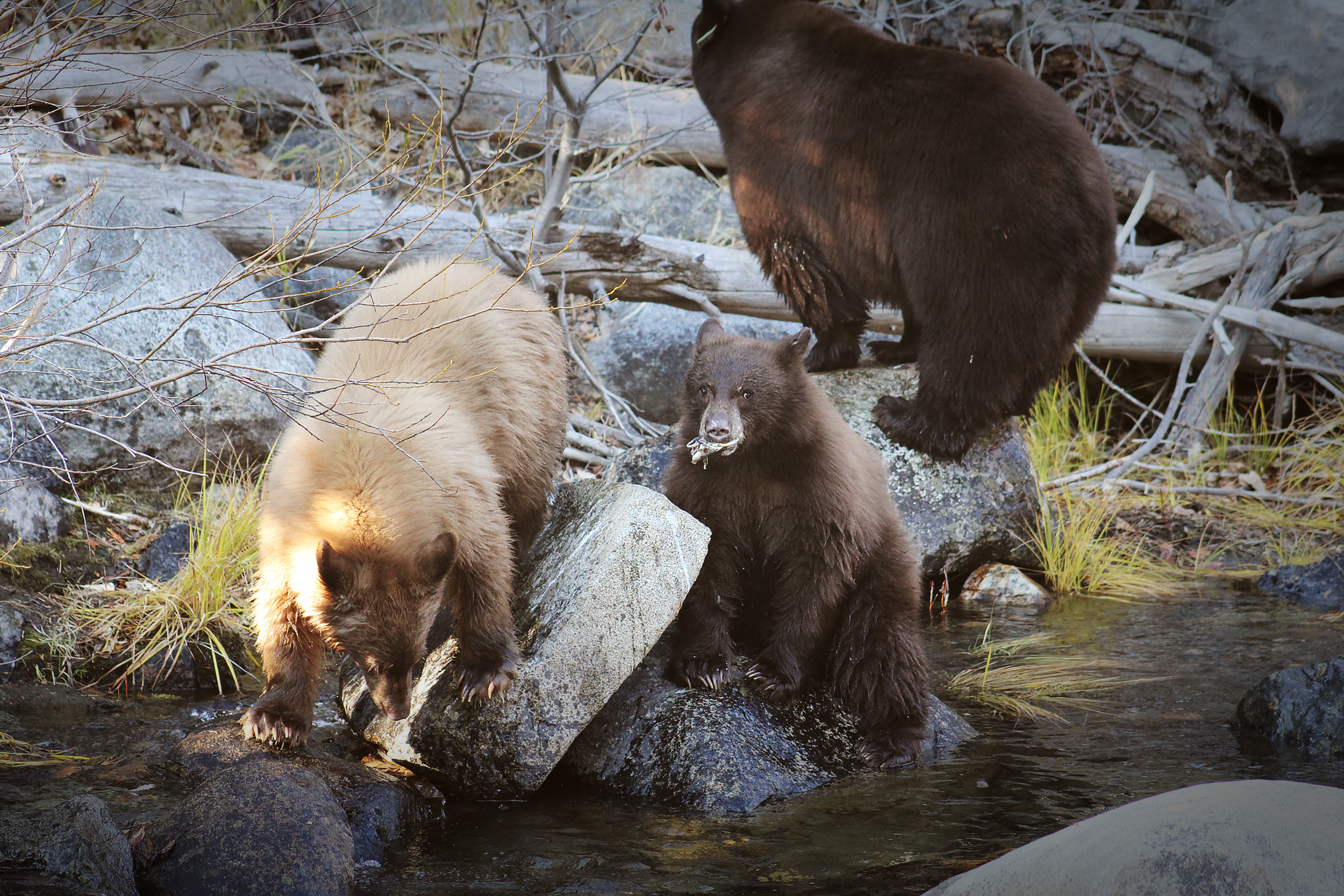 Bear Family.png