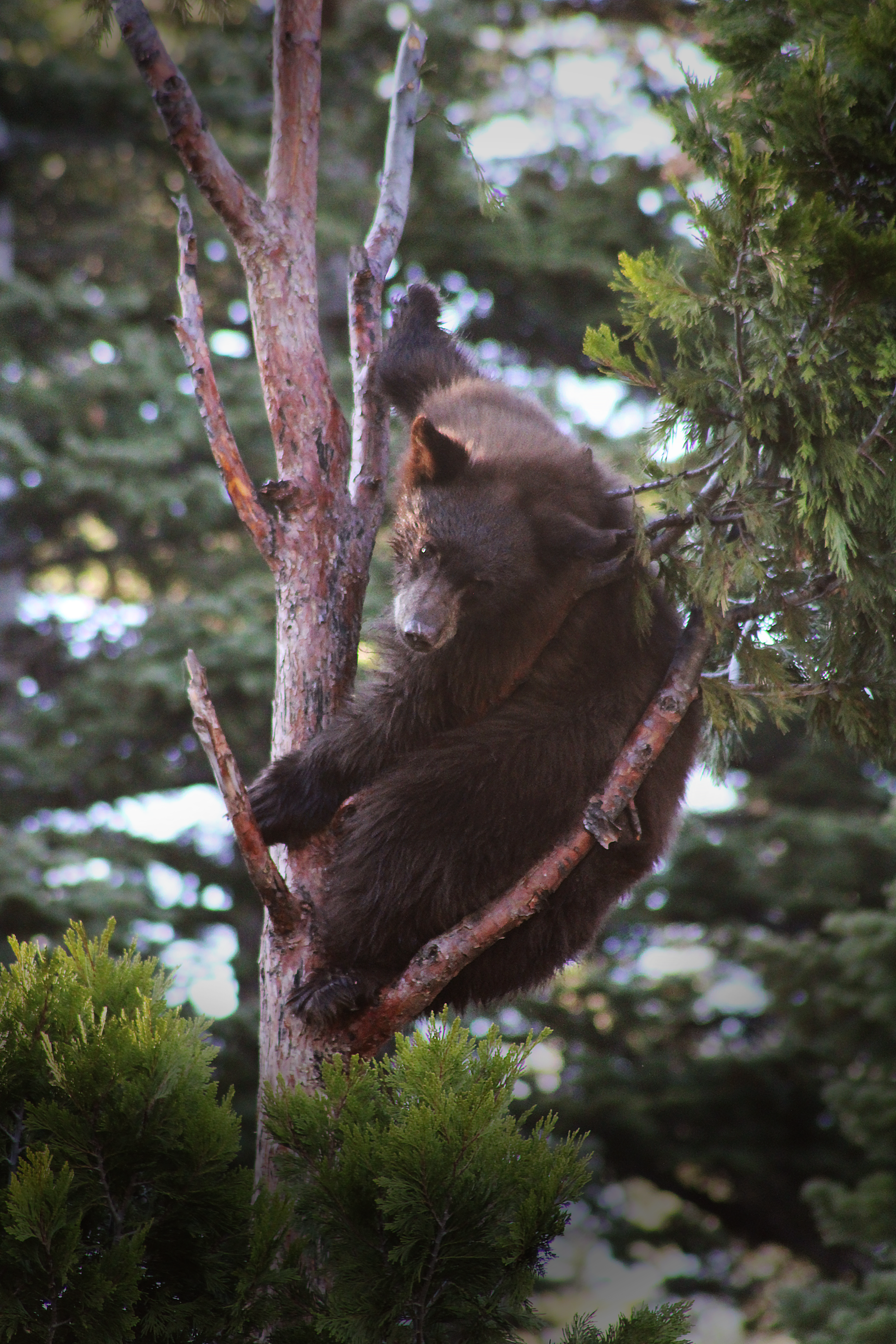 Bear in tree.png