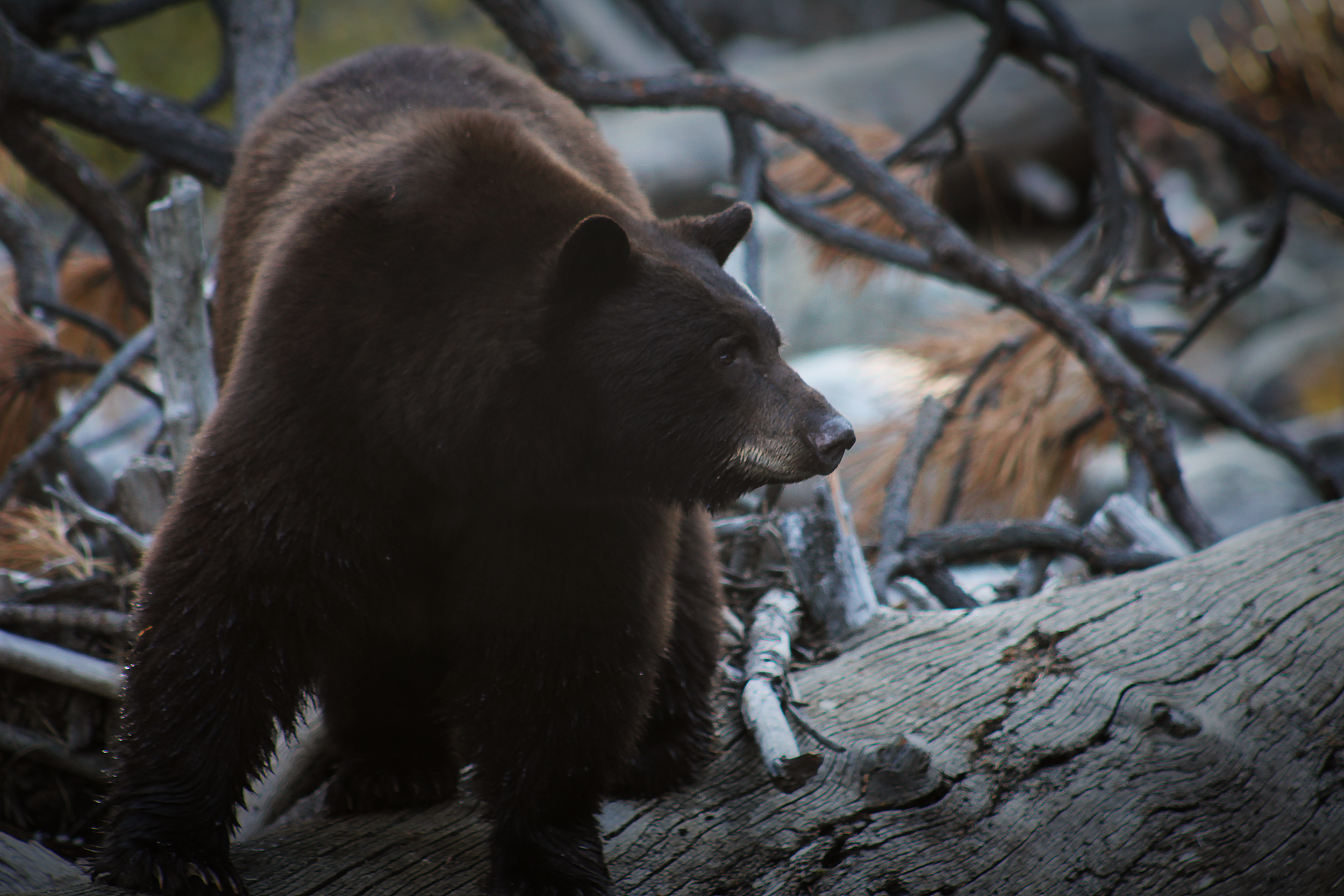 Bear on Log.png
