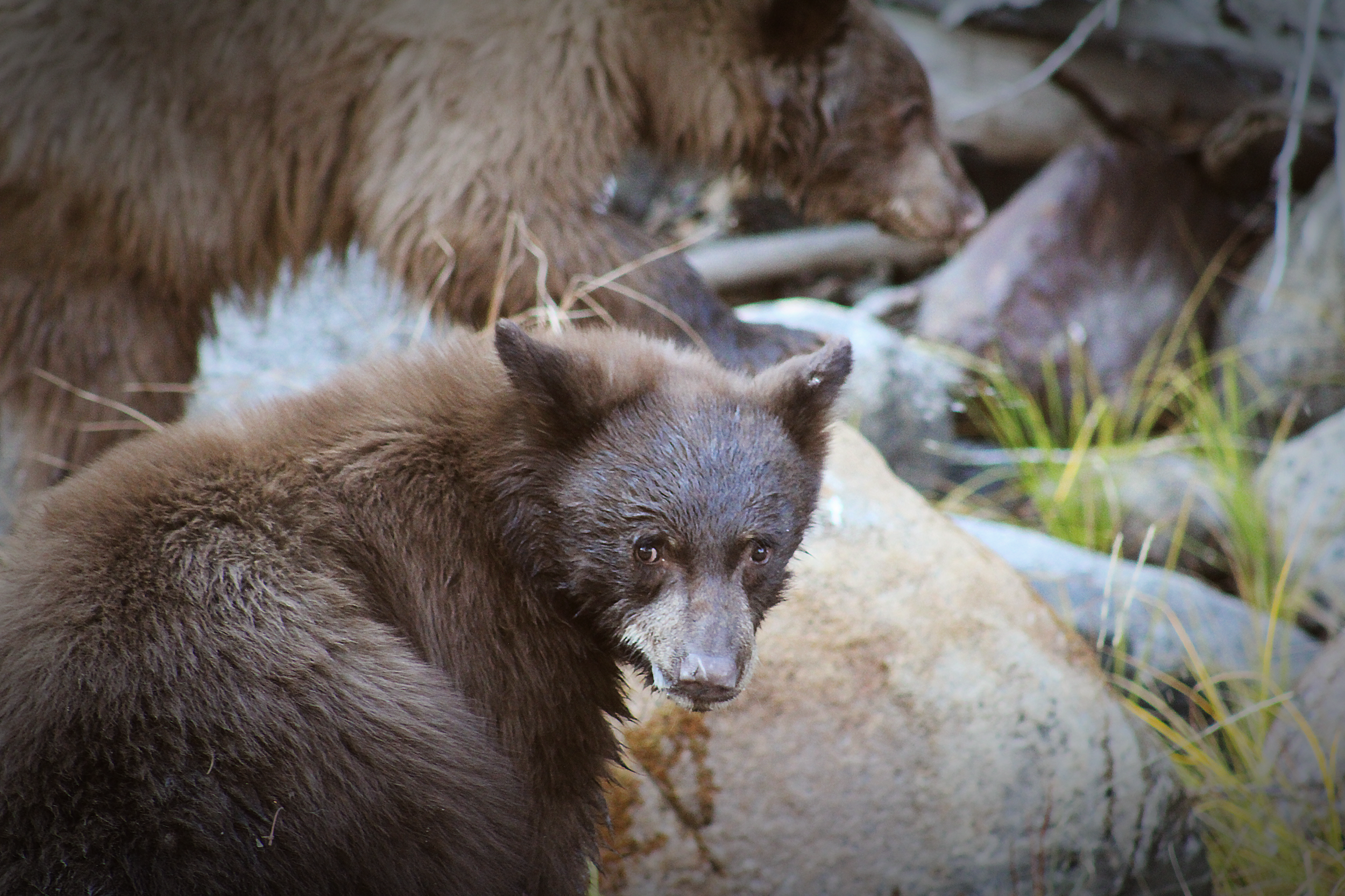 Bear Fish Mama bg.png
