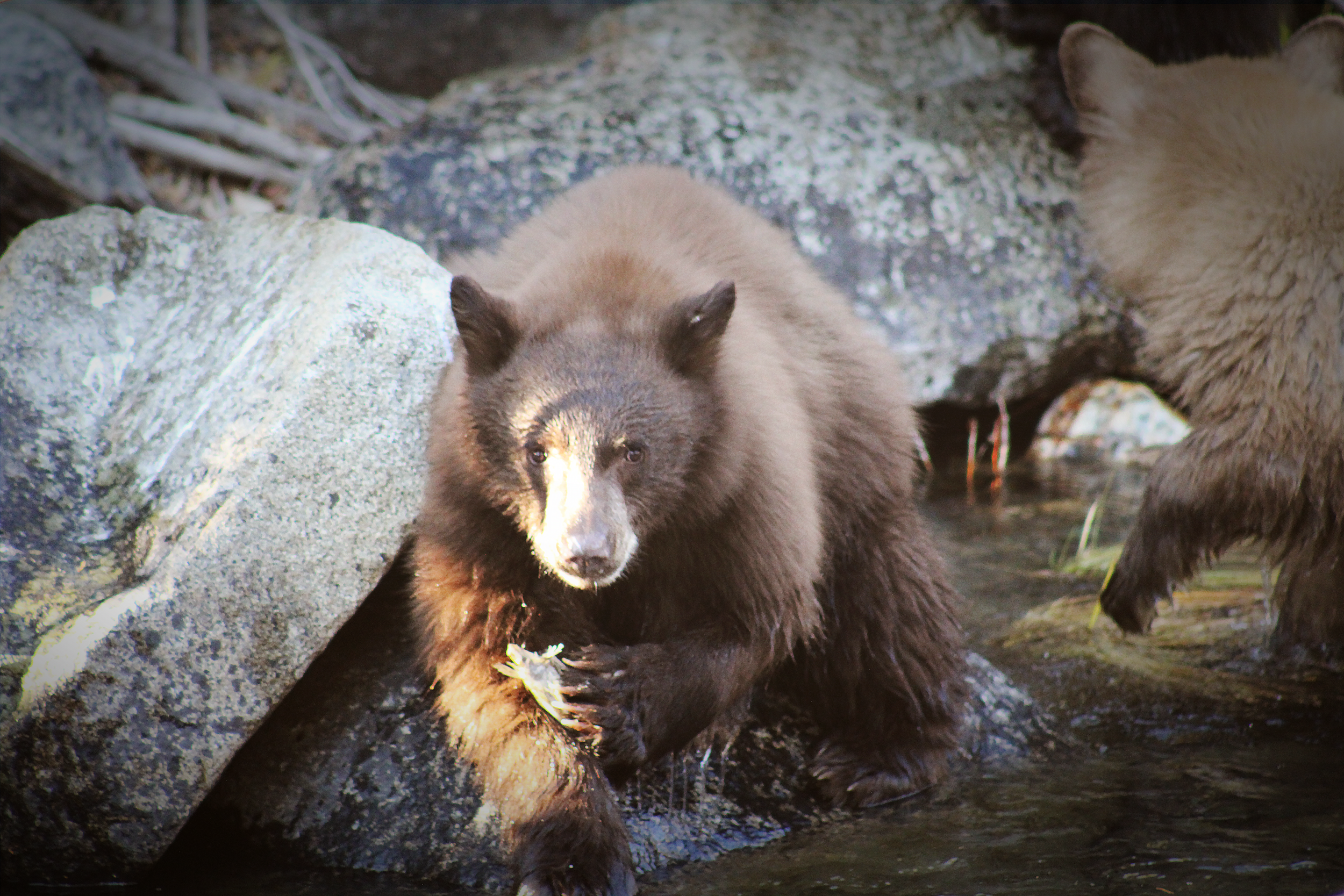 Bear Fish Straight Ahead.png