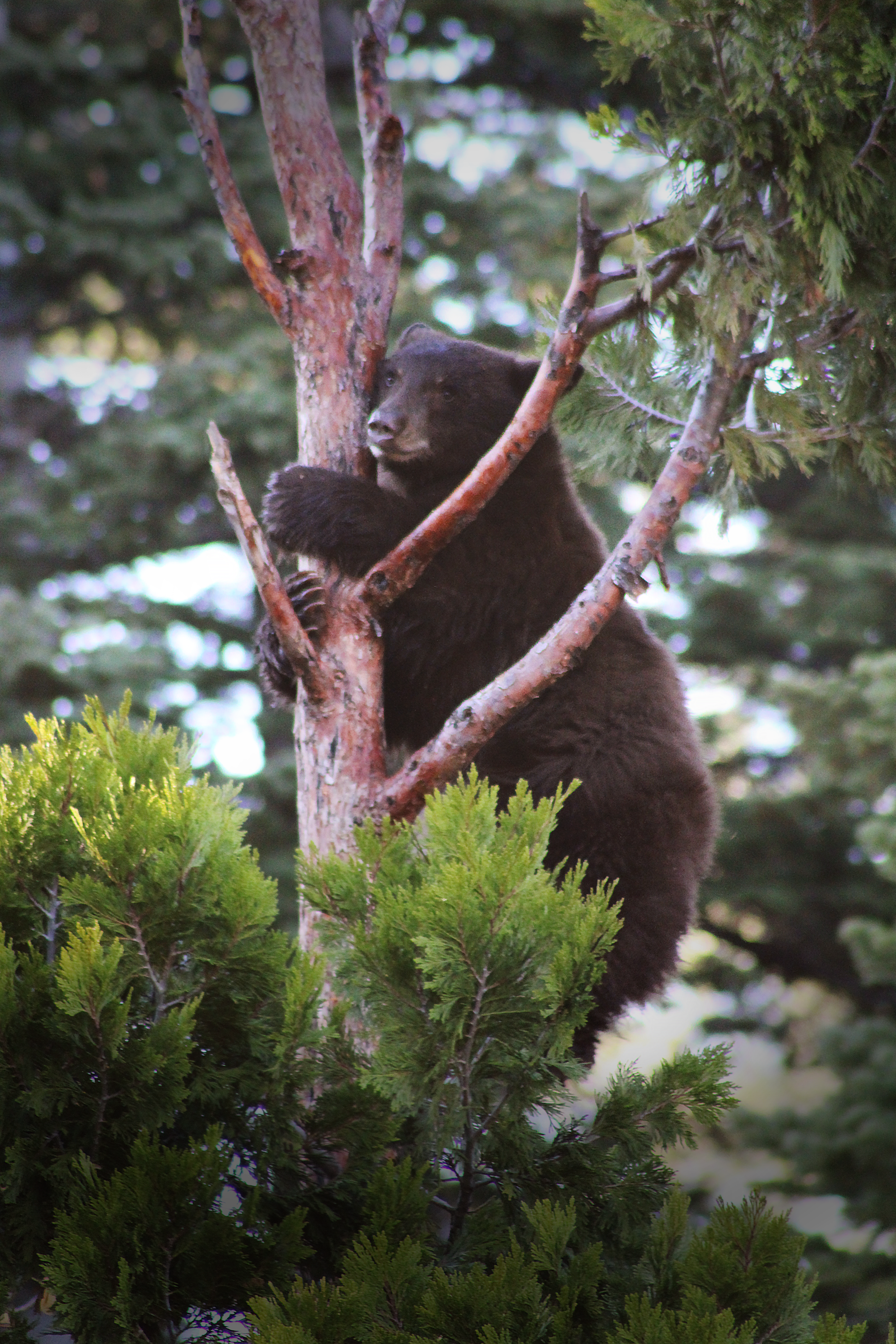 Bear in tree nervous.png