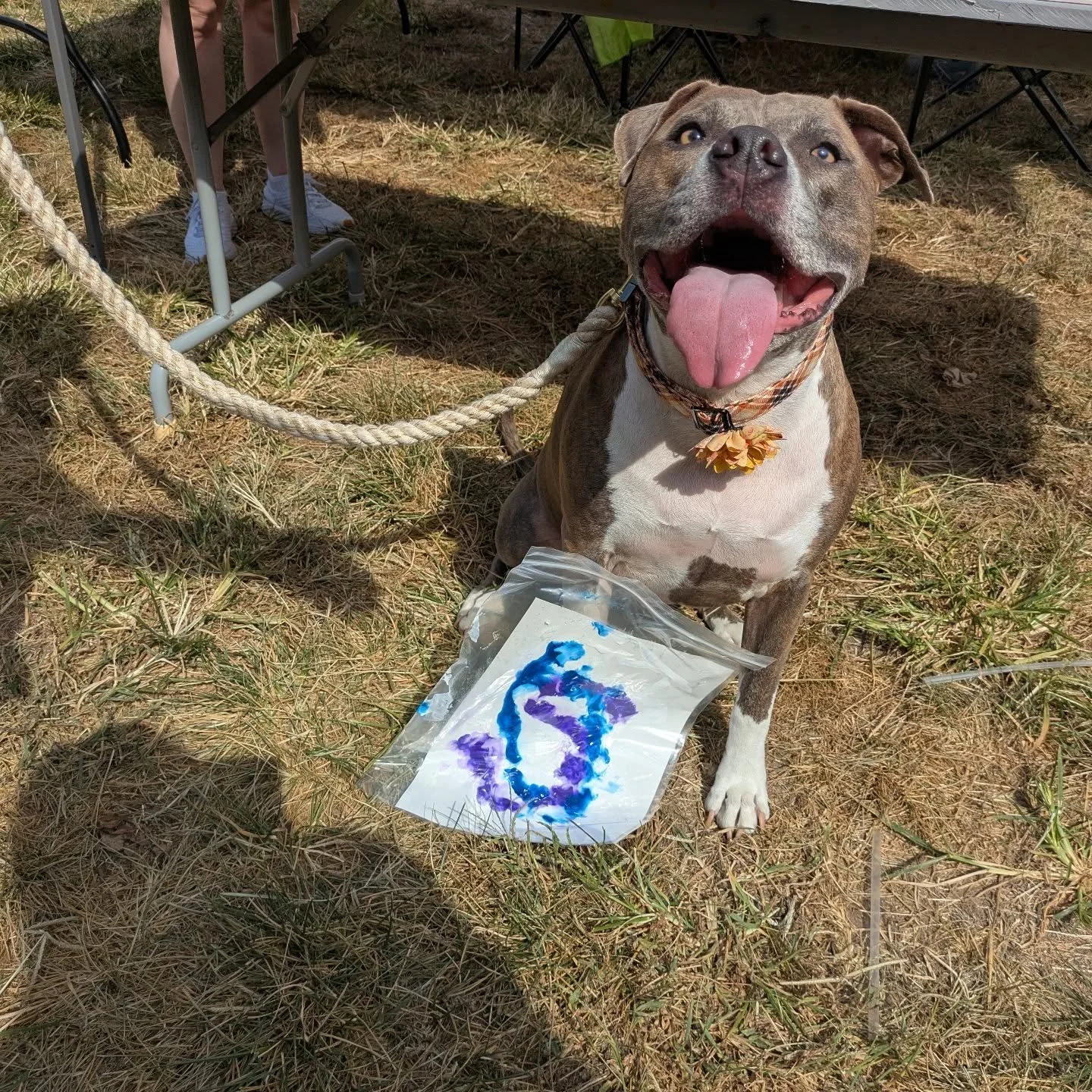 Our first puppy Picasso! Bring your dogs to Ritz Park for lick painting at South Grand Fall Fest!