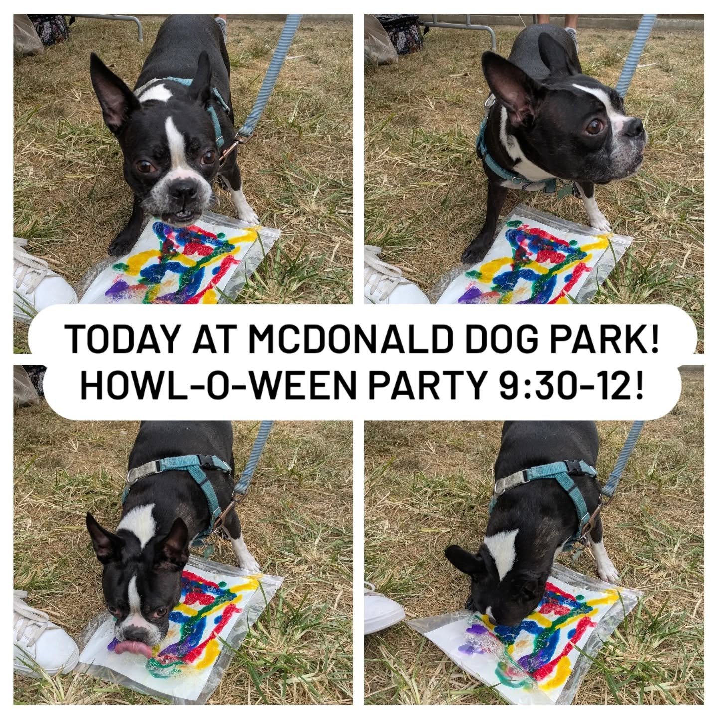 Reminder to come out and join us this morning for the MCDonald Dog Park Howl-o-ween Party! It looks like the rain will stay away as we offer a spooky good time to all dogs from 9:30 - 12!