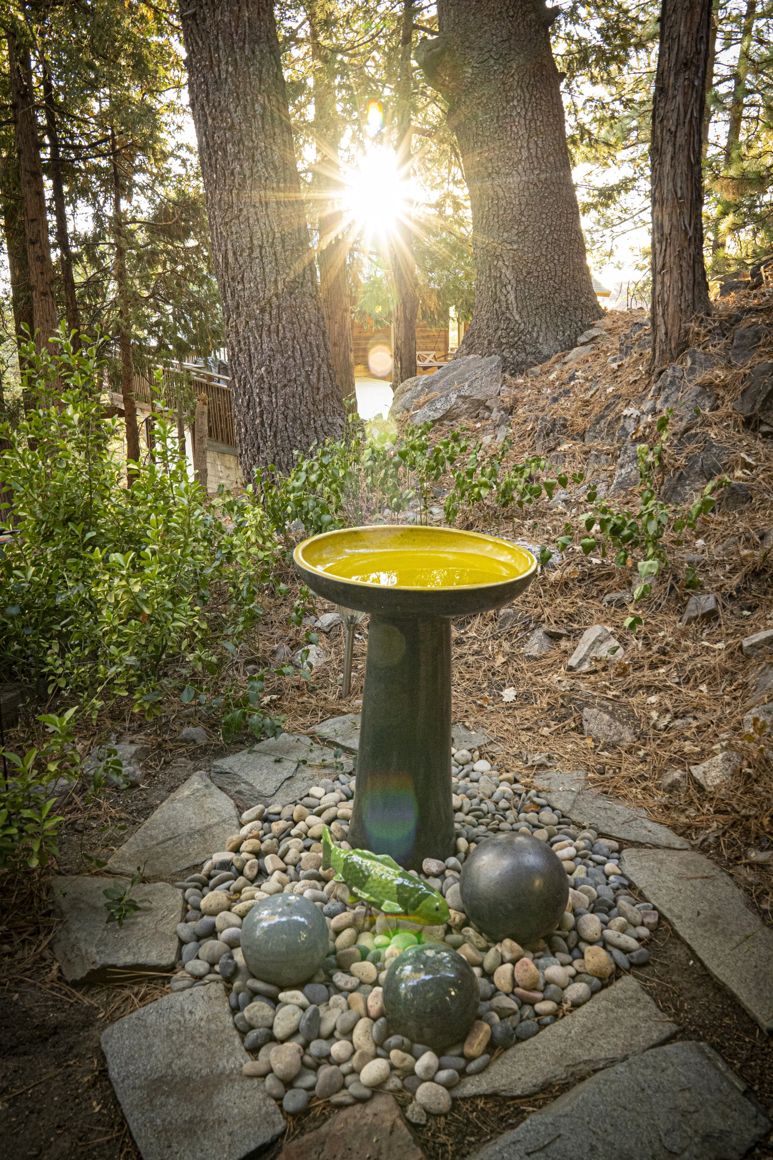 A bird bath with yellow water in a garden area surrounded by rocks, trees, and greenery, with the sun shining through the trees.