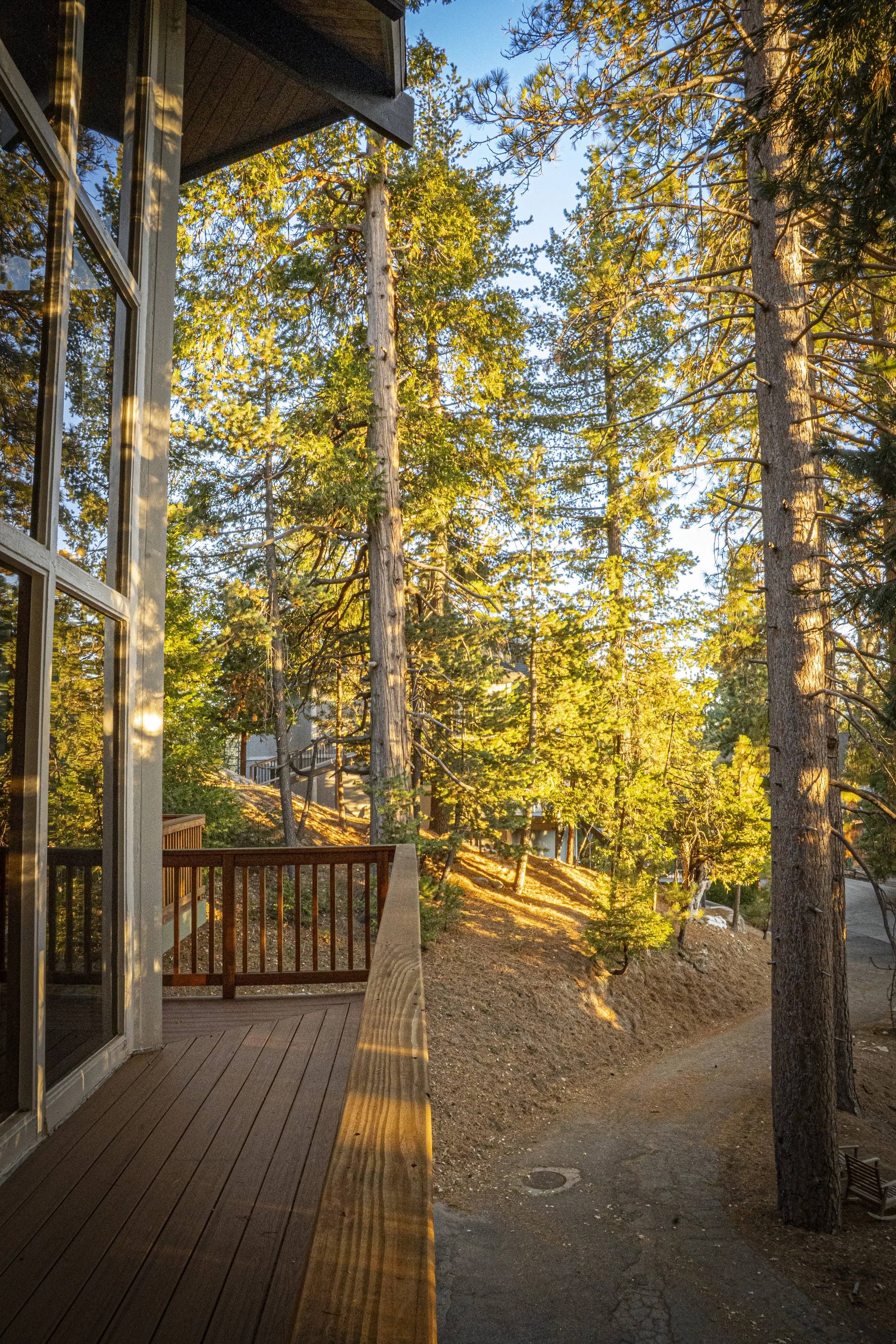 View from a house balcony overlooking a wooded area with tall trees, some with green foliage, in the late afternoon sunlight.