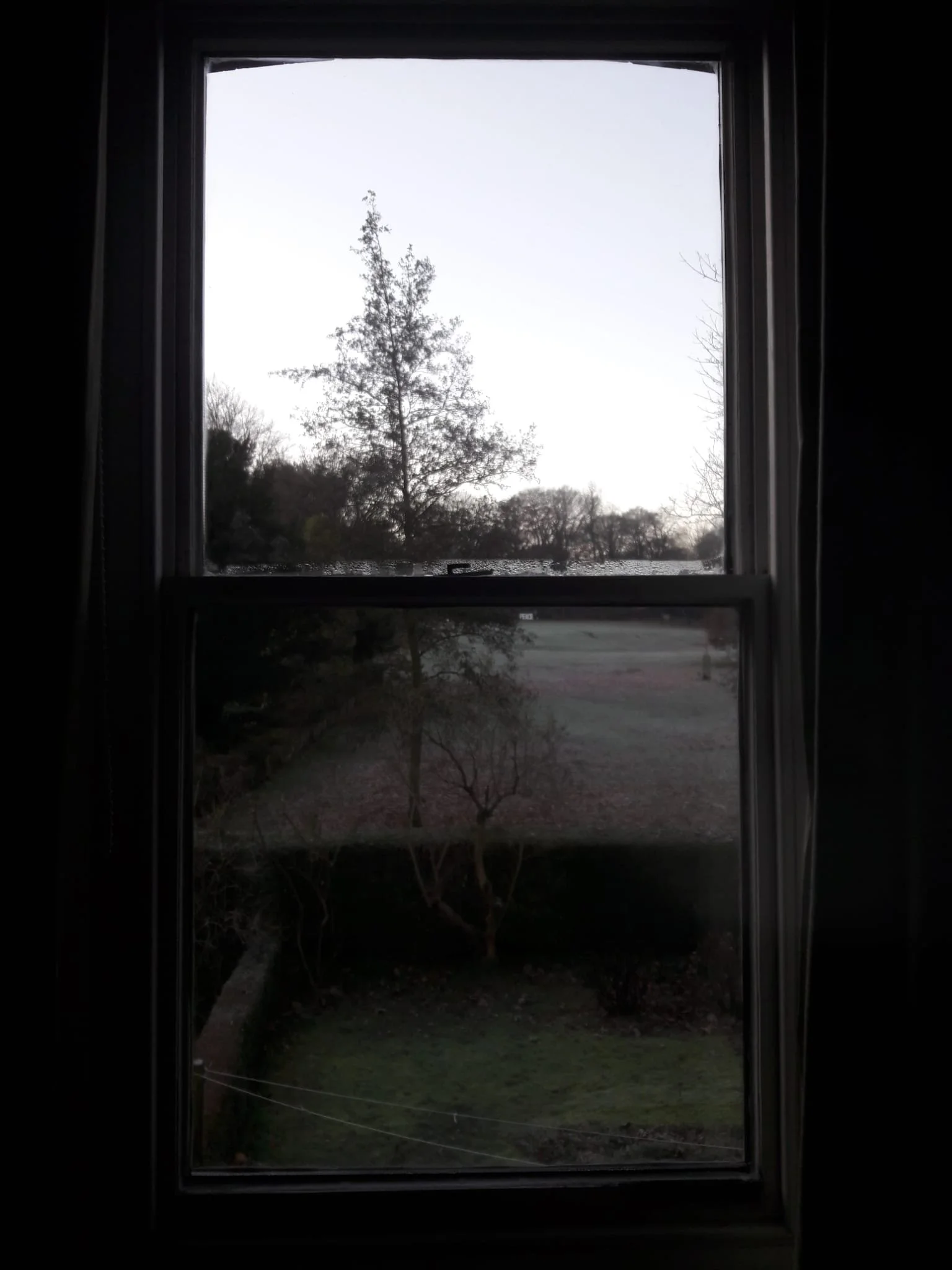 View of a backyard with trees seen through a window during dawn or dusk.