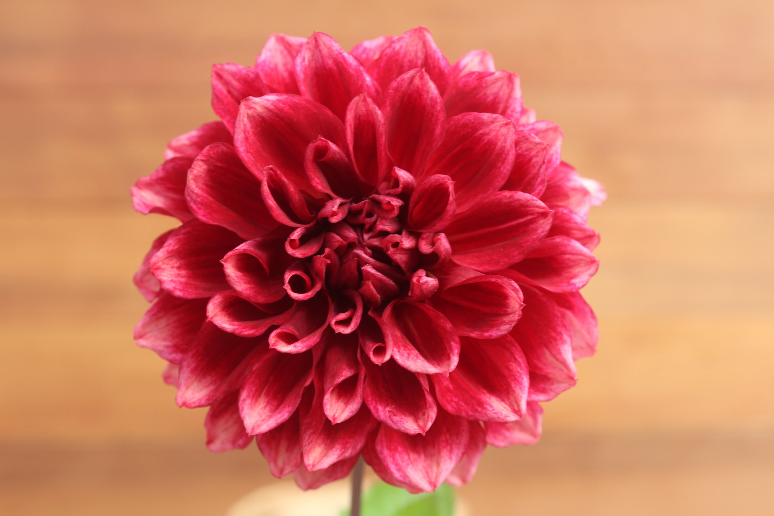 The Bordeaux Collection