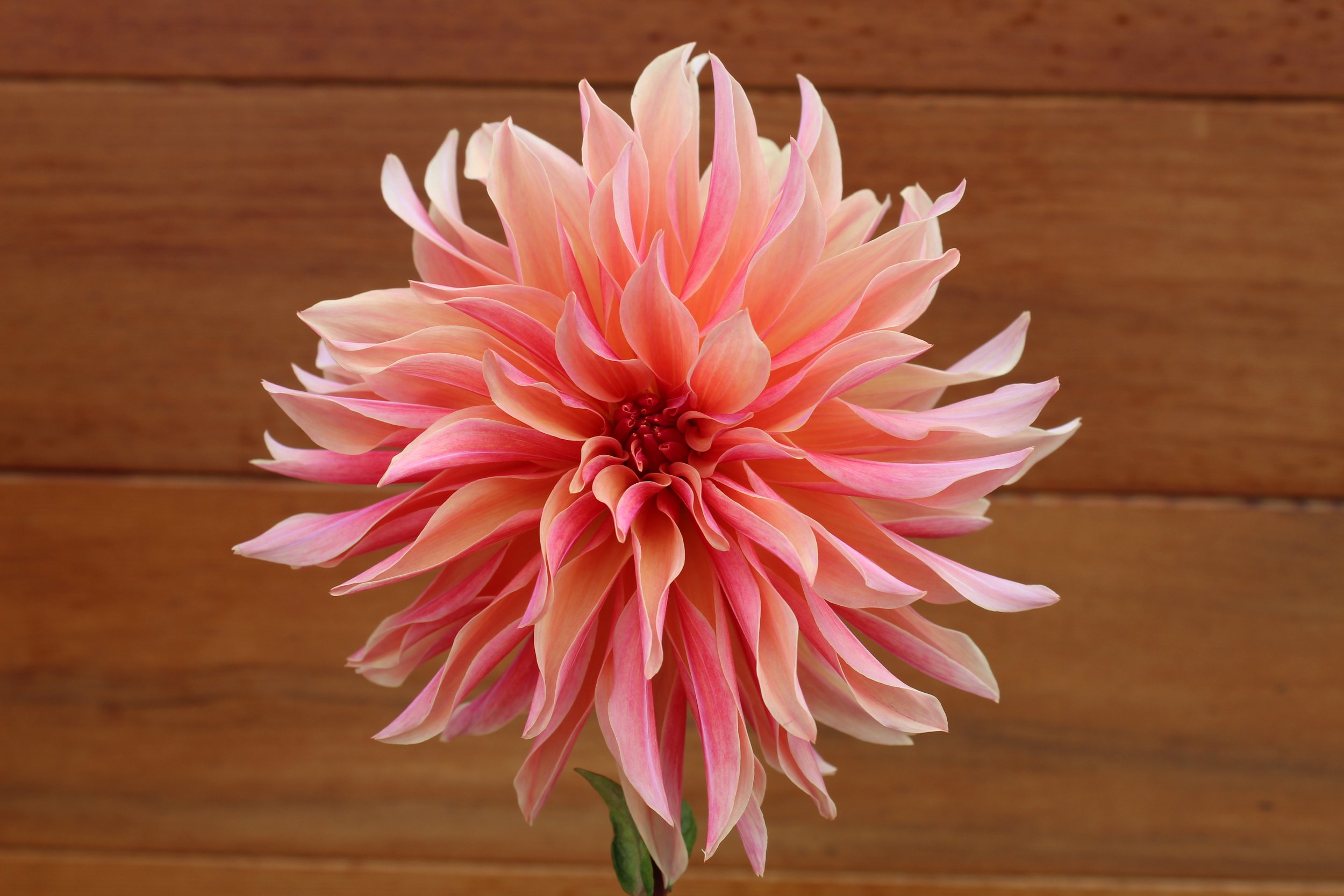 The Sunset Collection