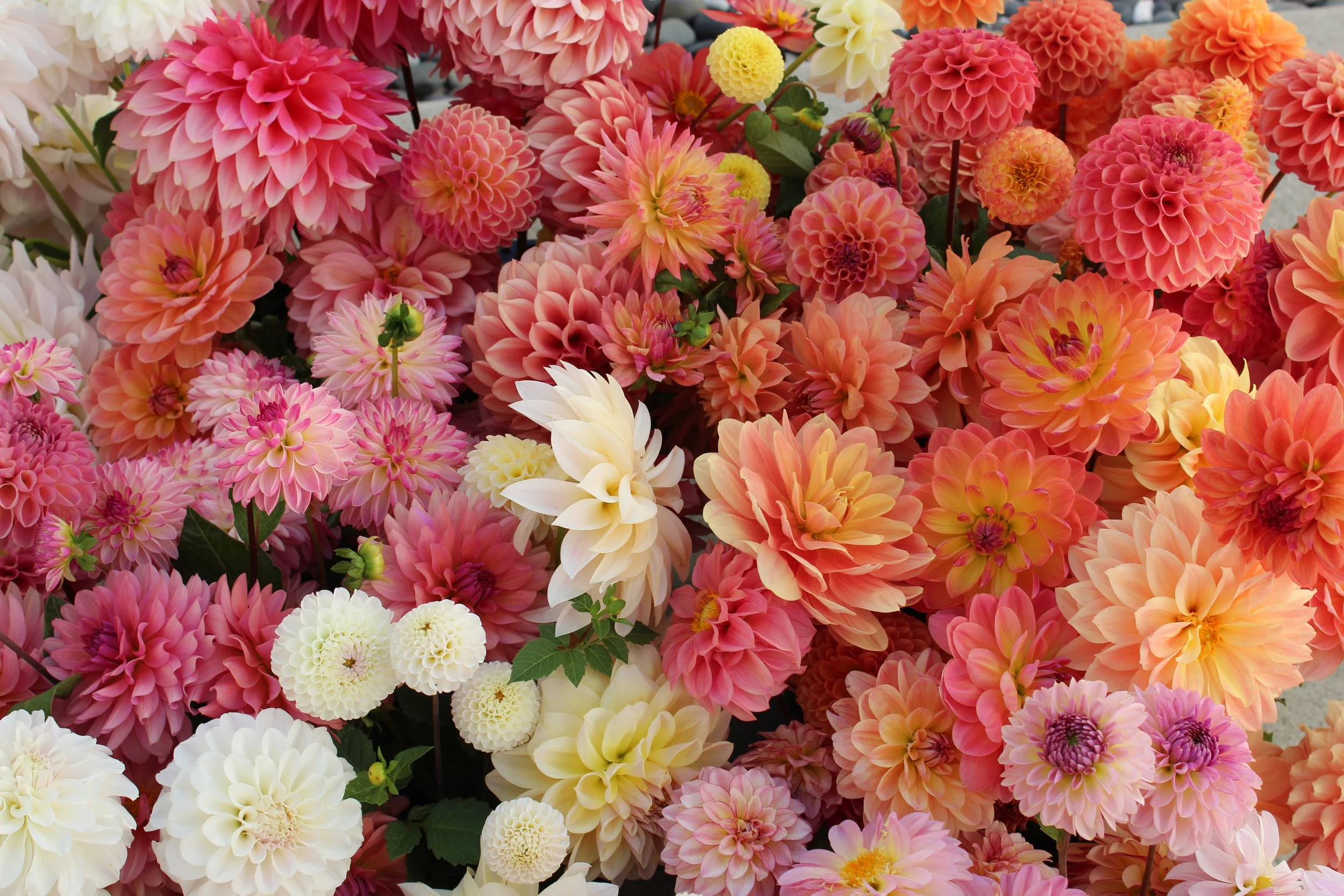 Premium Summer Arrangement
