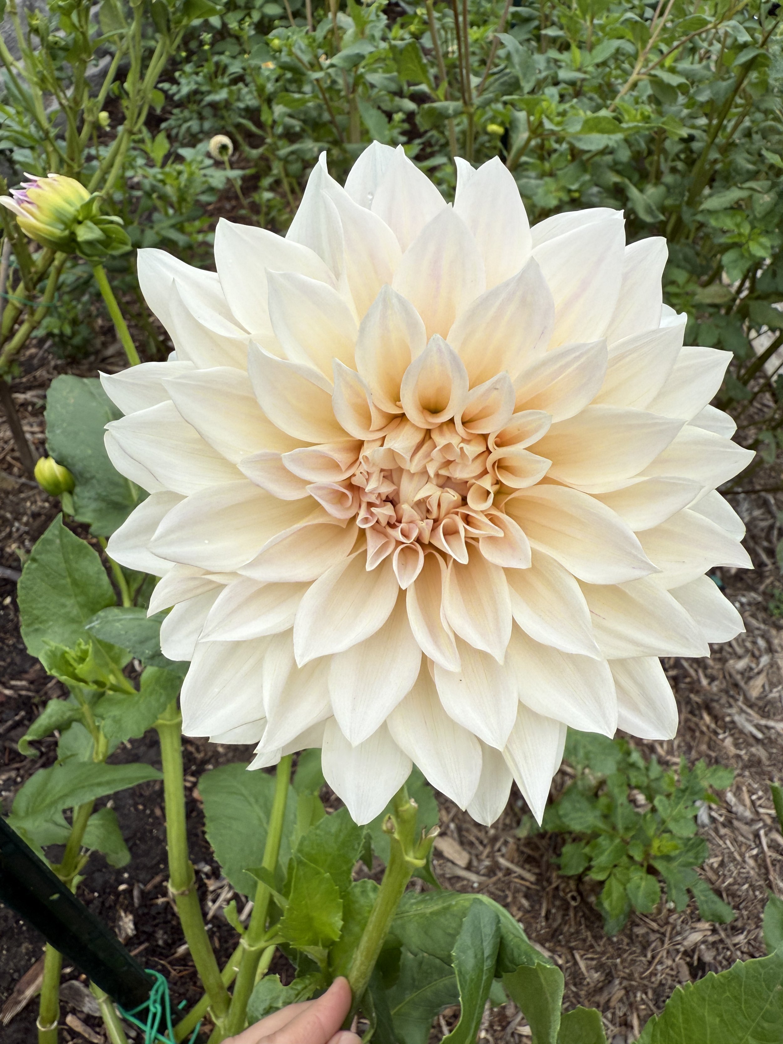 The Romantic Collection