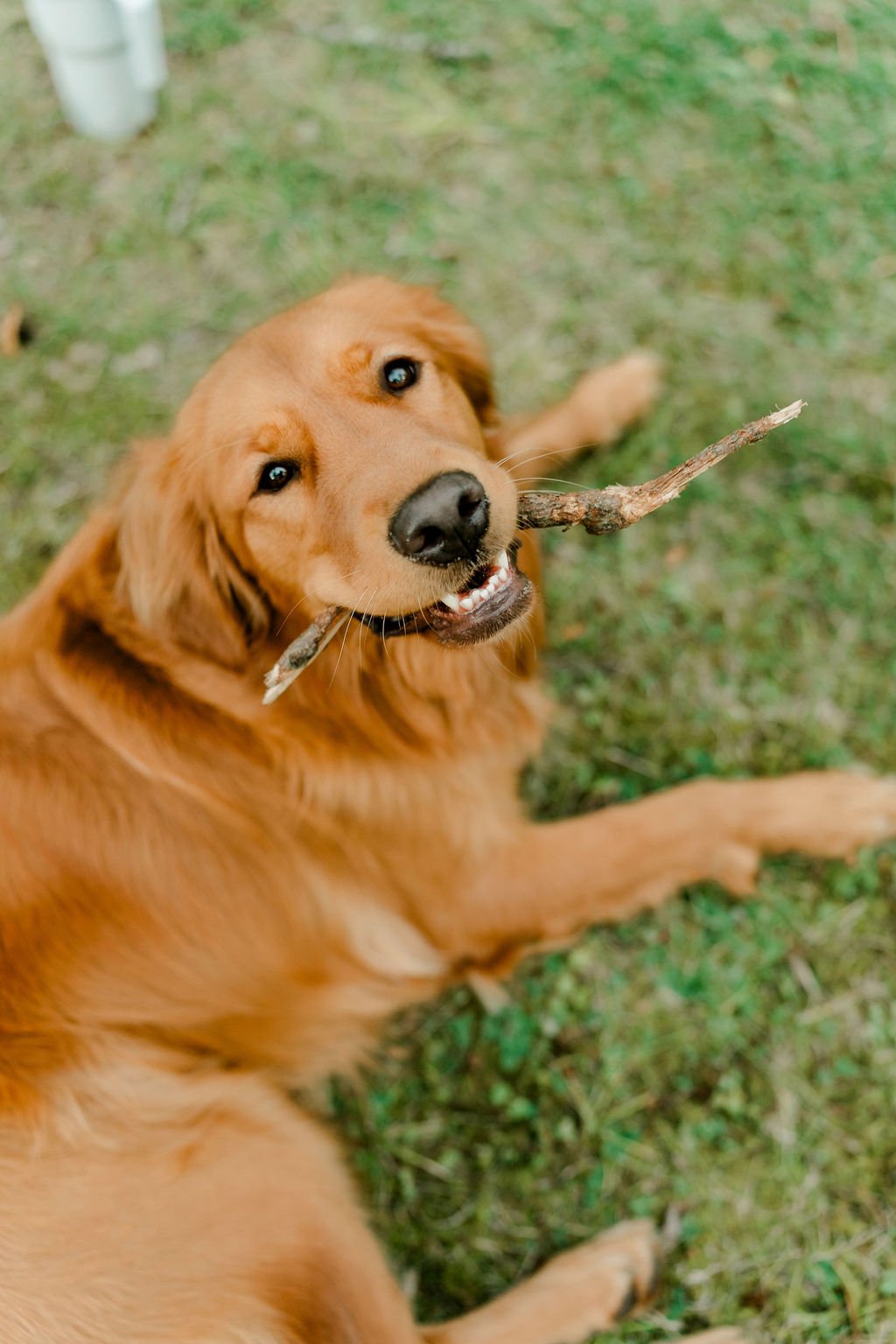 lake-max-manitoba-engagement-photography-mb-lake-engagement-photographer-filmed-by-silas-weddings-cochrane-wedding-videographer-cochrane-wedding-photographer-filmed-by-silas-weddings