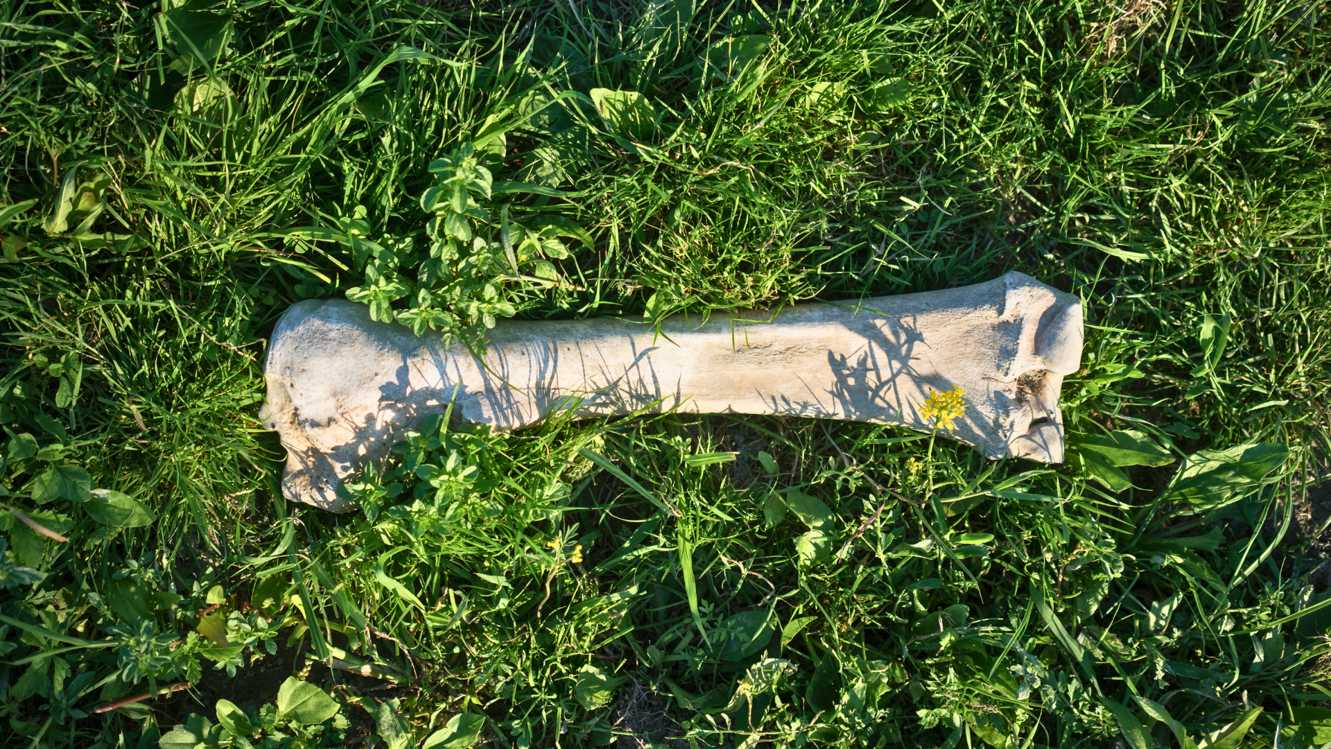 Strengthening Your Foundation: The Psychosomatics of Bones