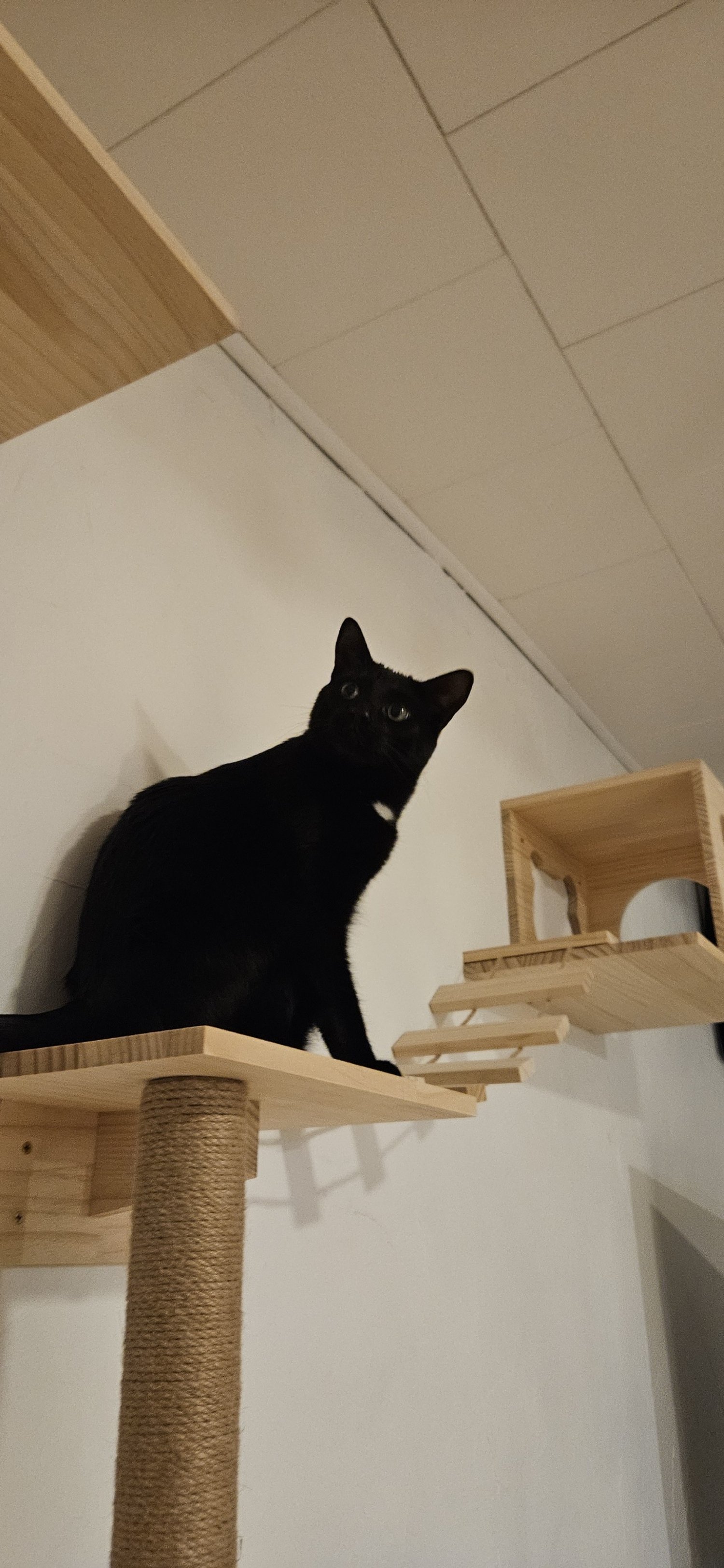 Harper calculates the jump distance.