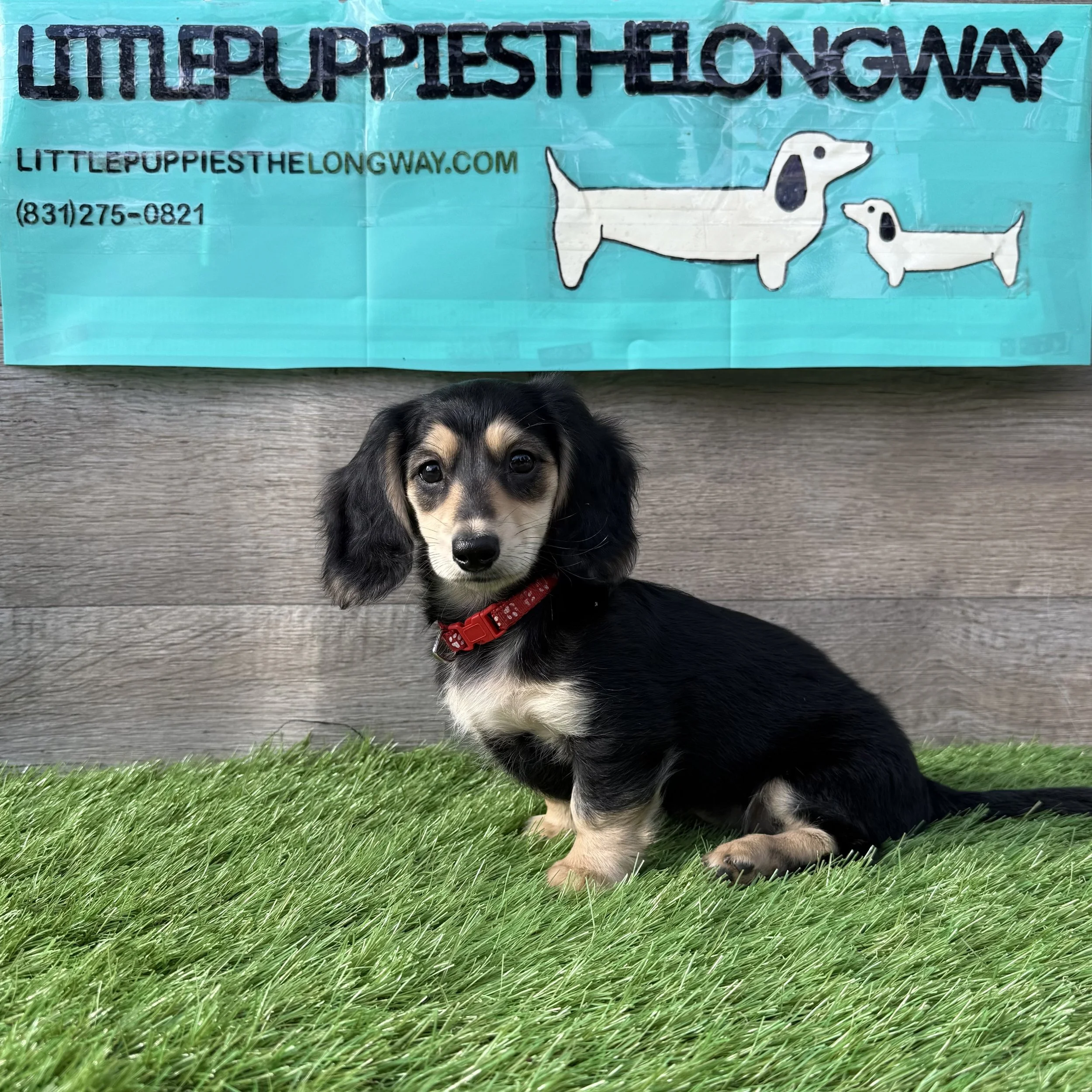 Maple Mea - $2,500 - Reserved