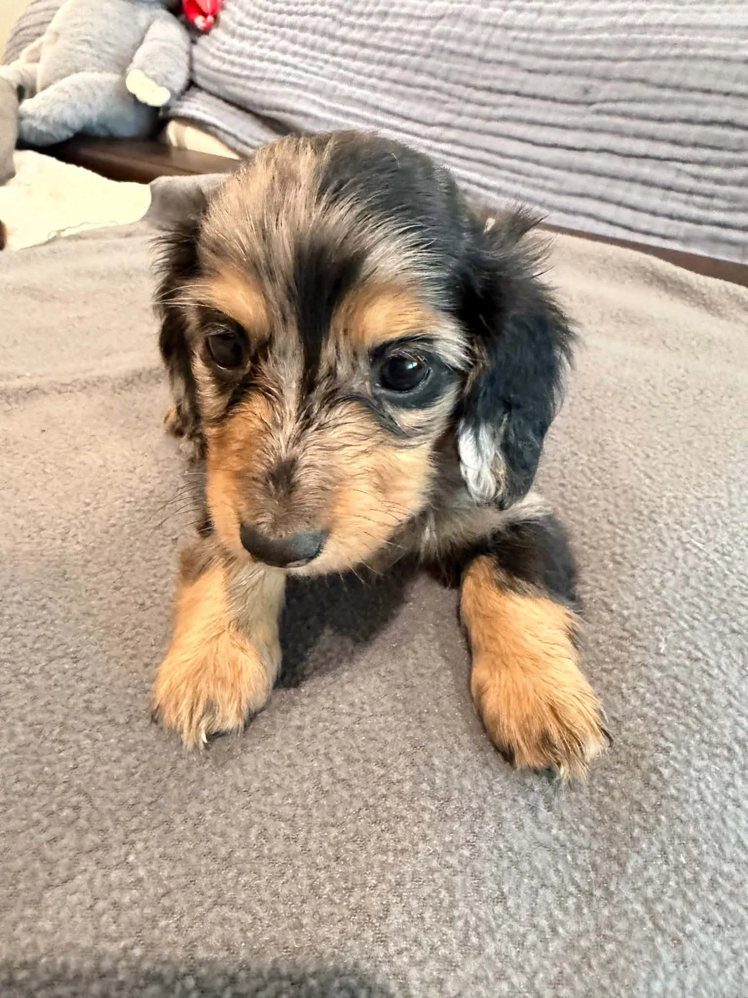 Maisy - More Information