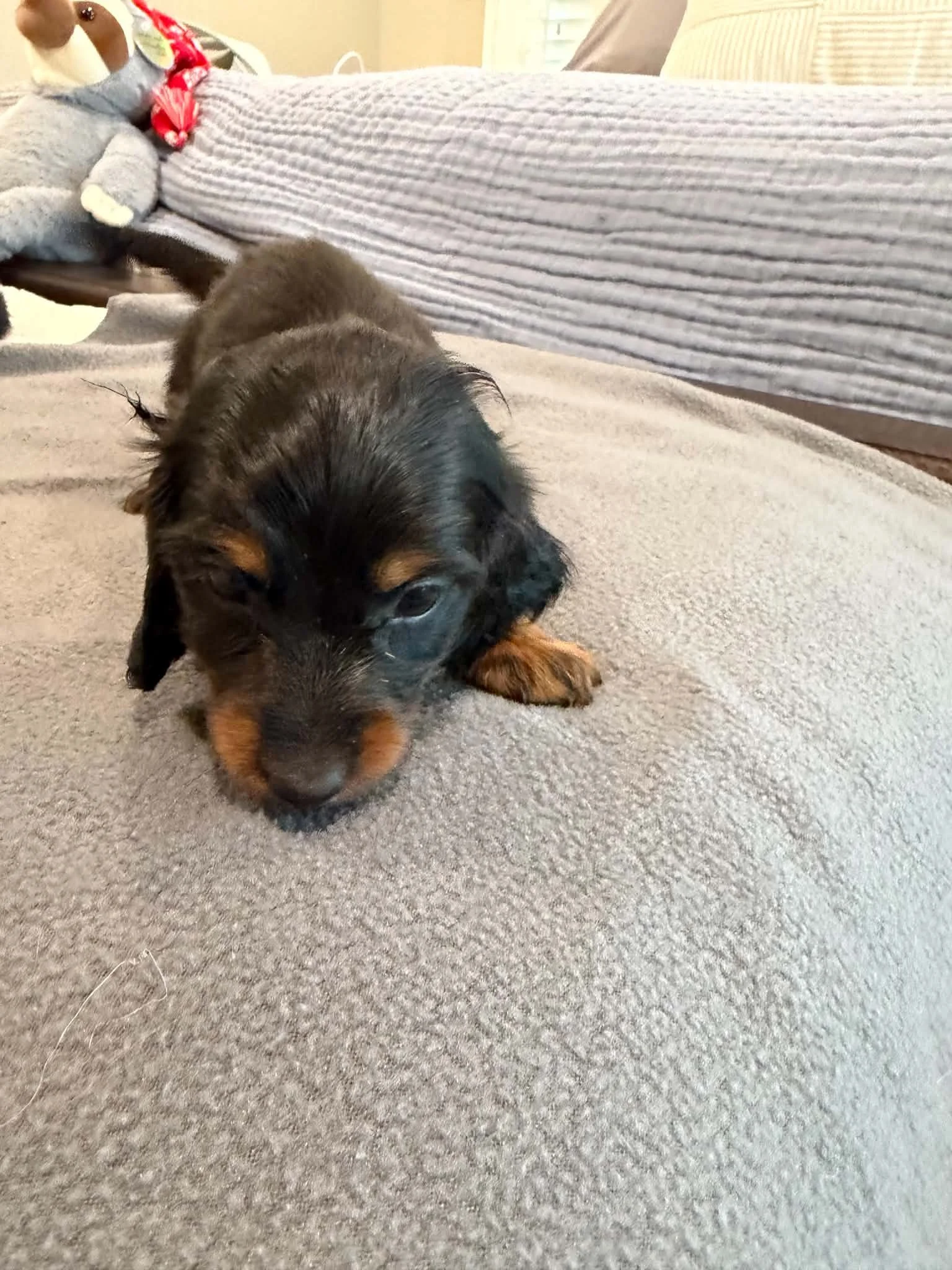 Millie - More Information